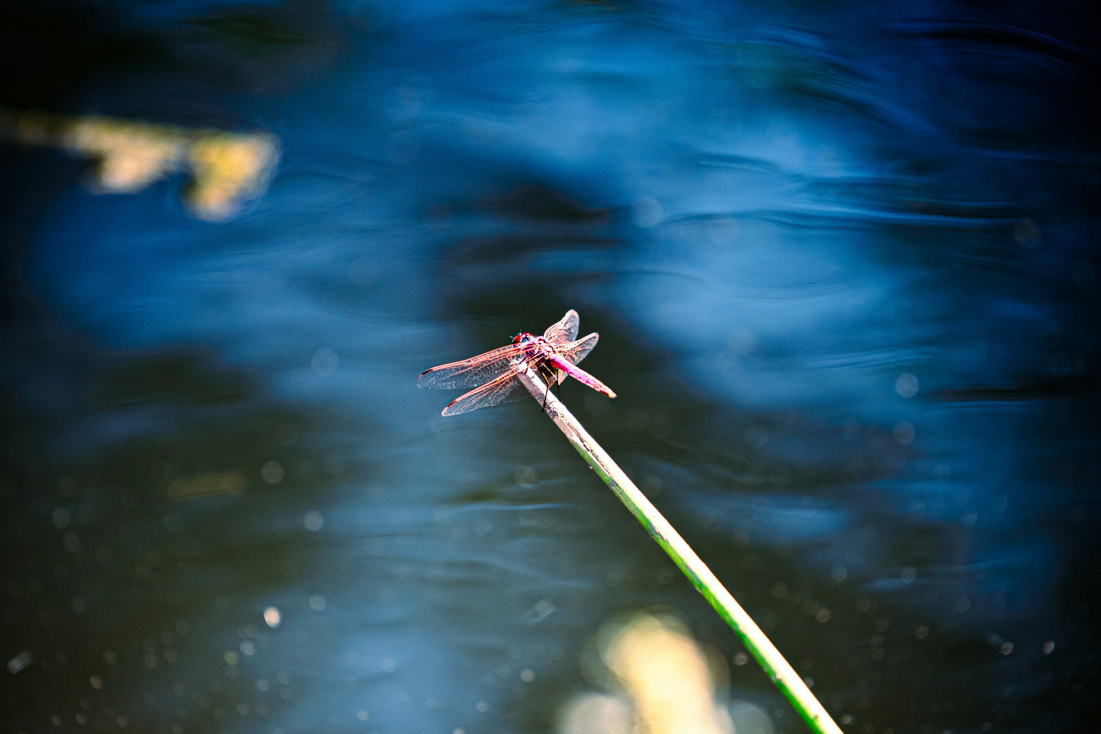 A pink dragonfly rests on a green stem above water.