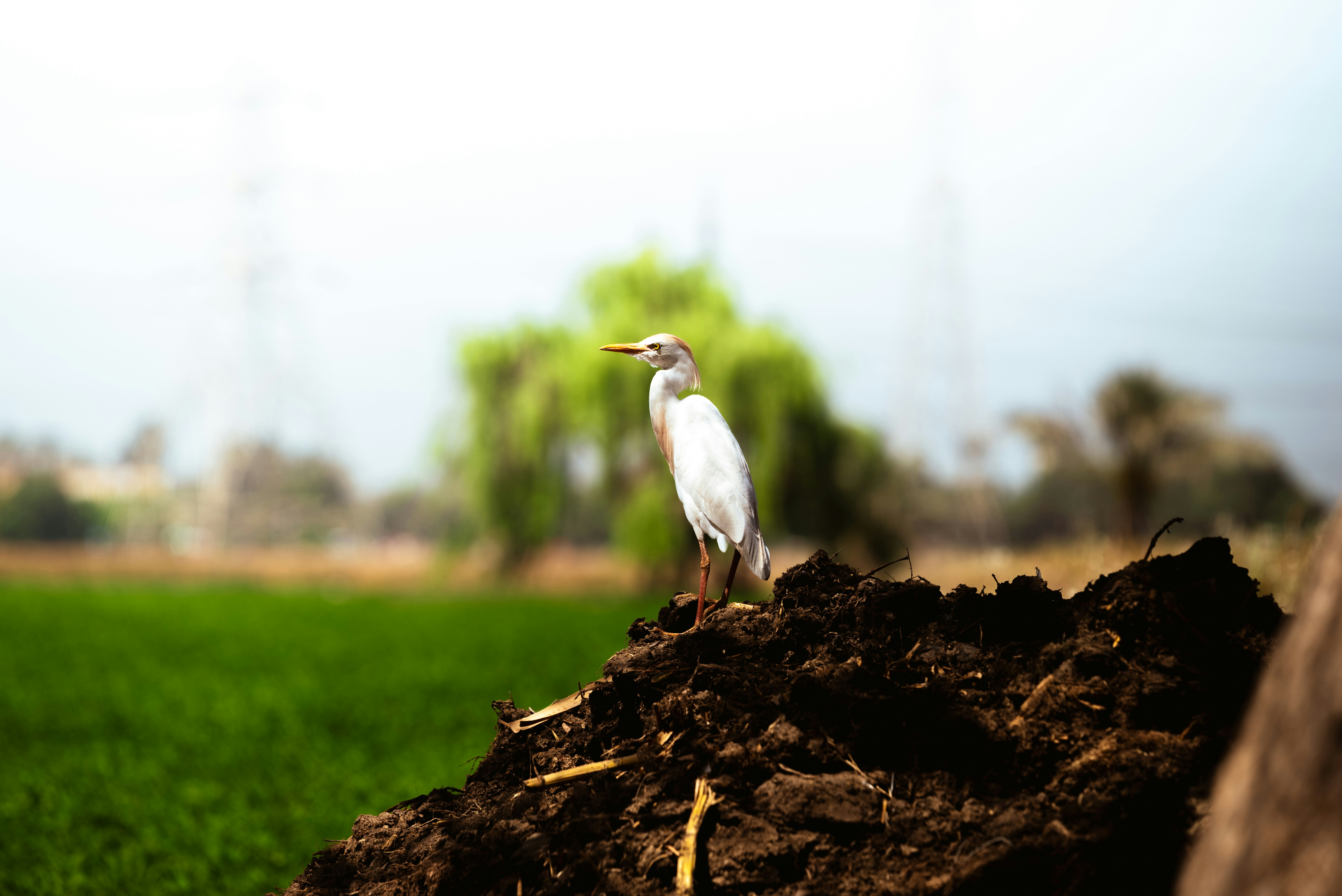 White egret bird standing on a mound of dirt.
