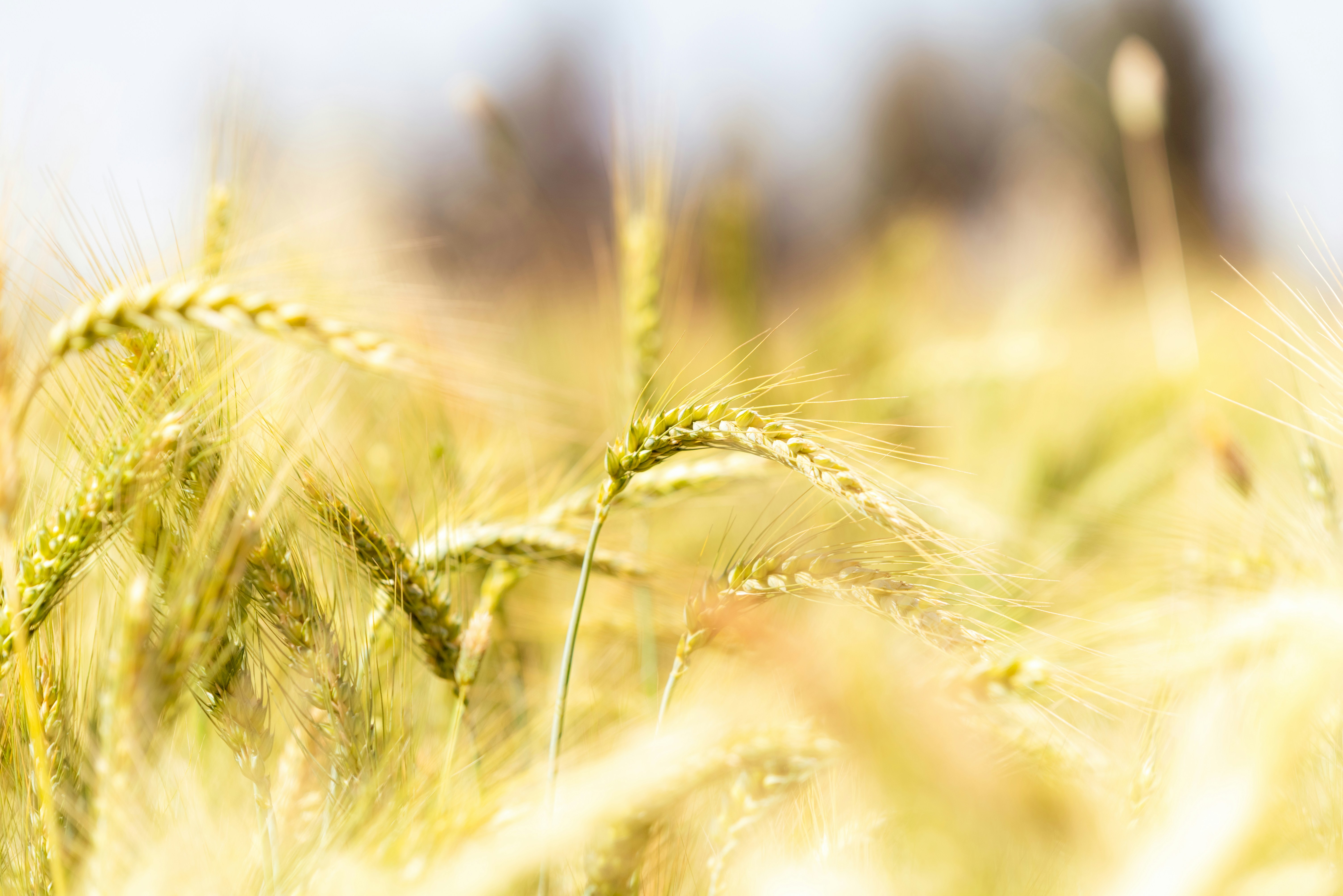 Photo by omar_abozeid