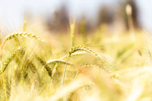Close-up of golden wheat stalks in a field