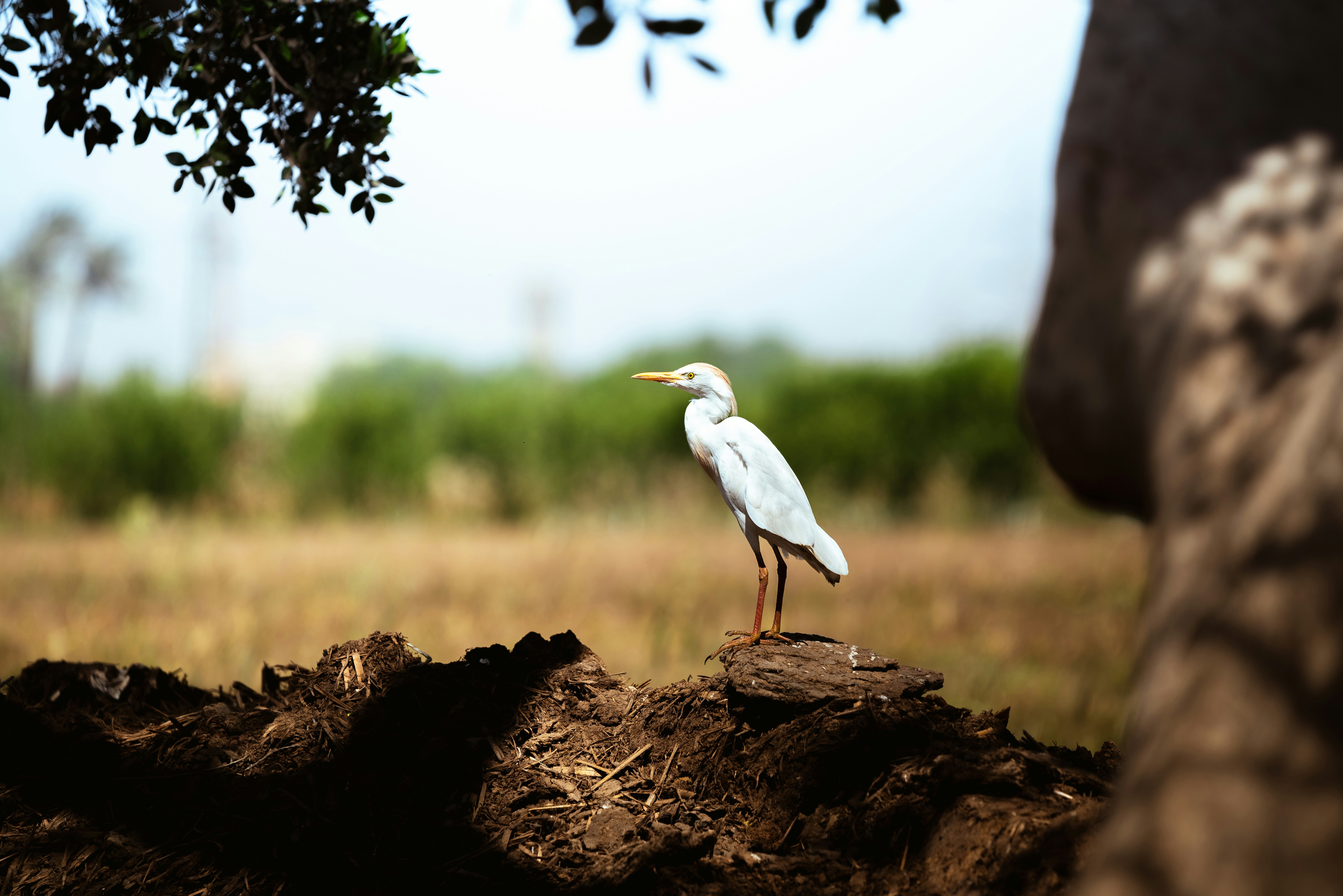 A white egret stands on a dirt mound.