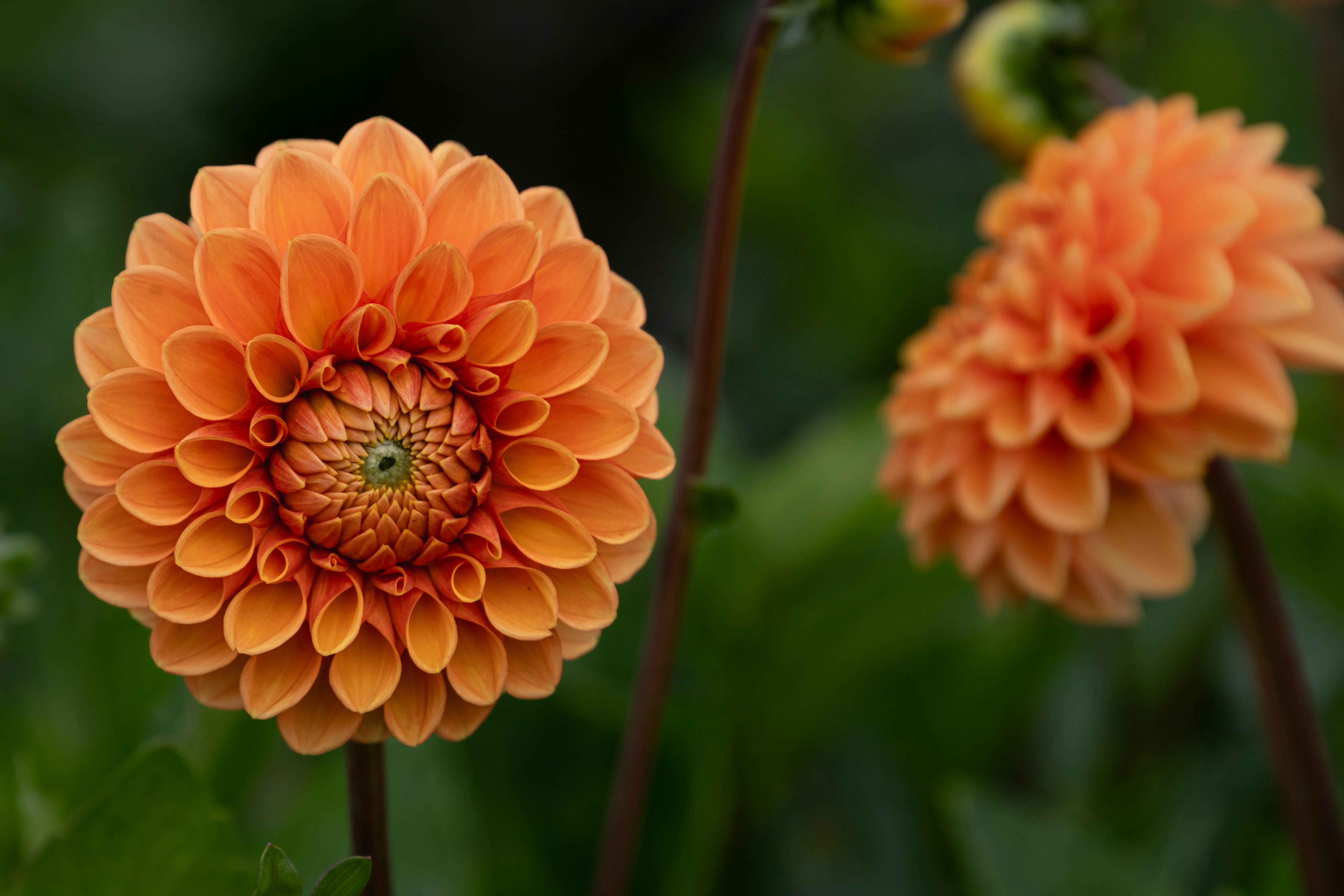 Photo by siegfriedpoepperl