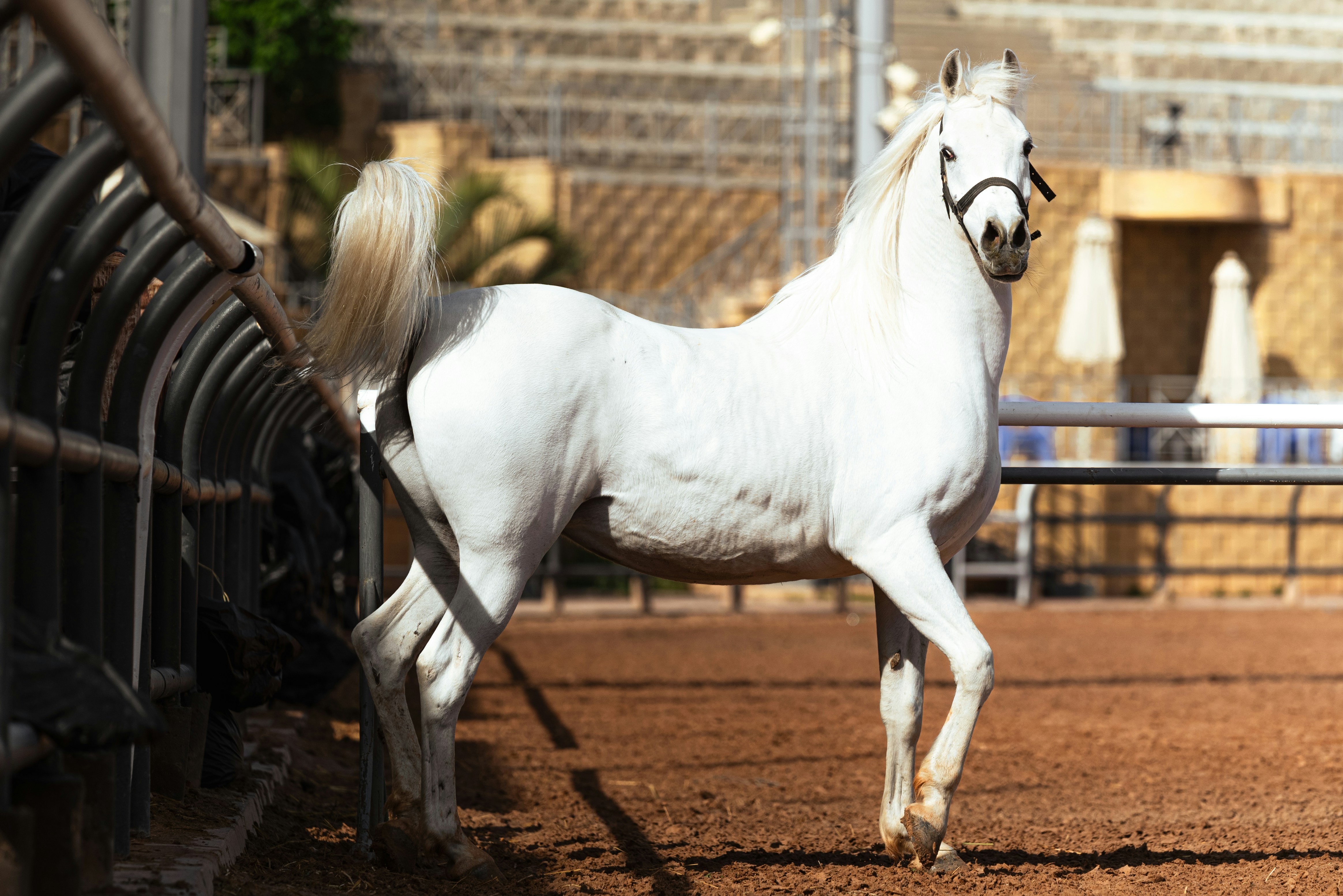 A majestic white arabian horse stands in an arena.