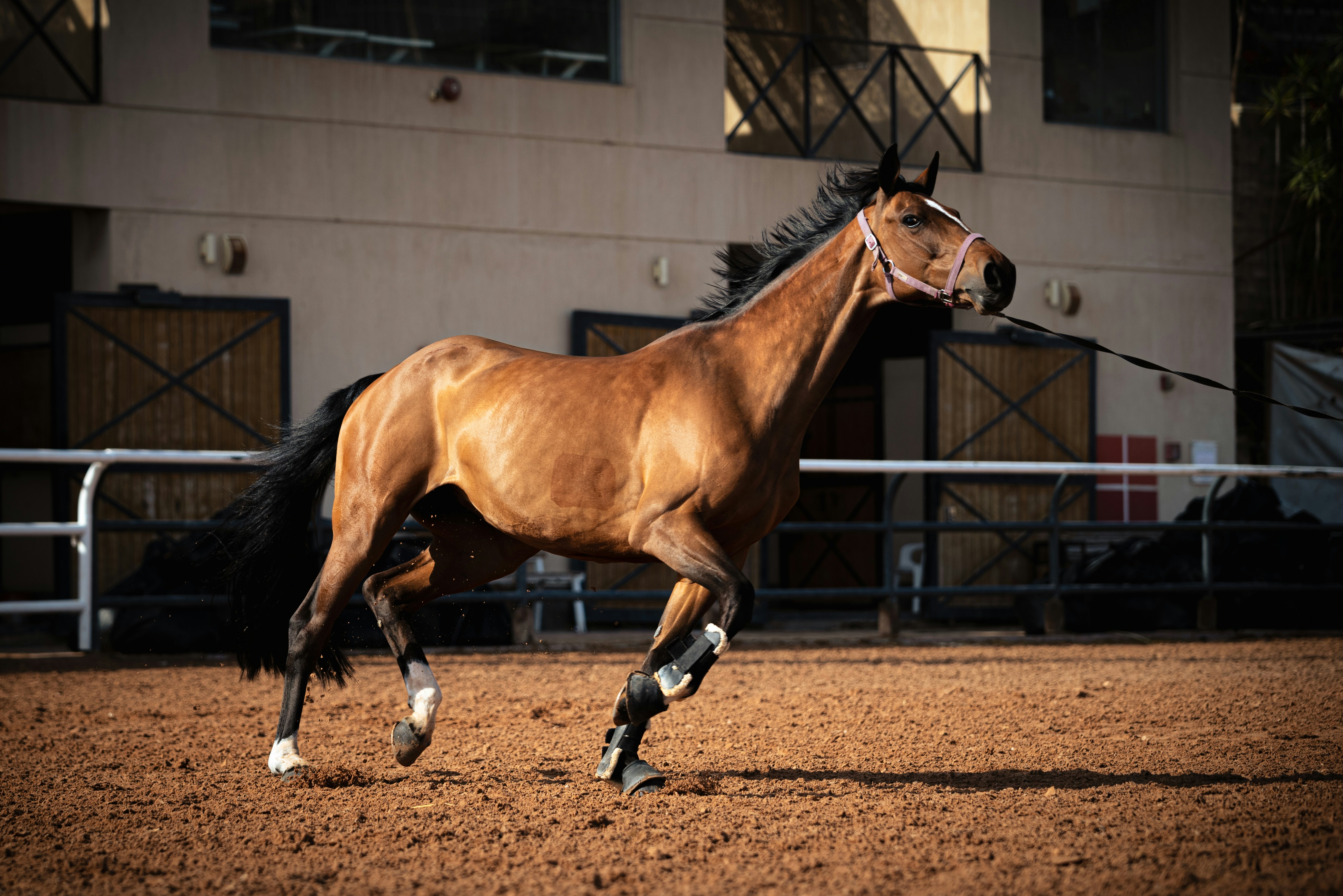 A brown horse running in a dirt arena.