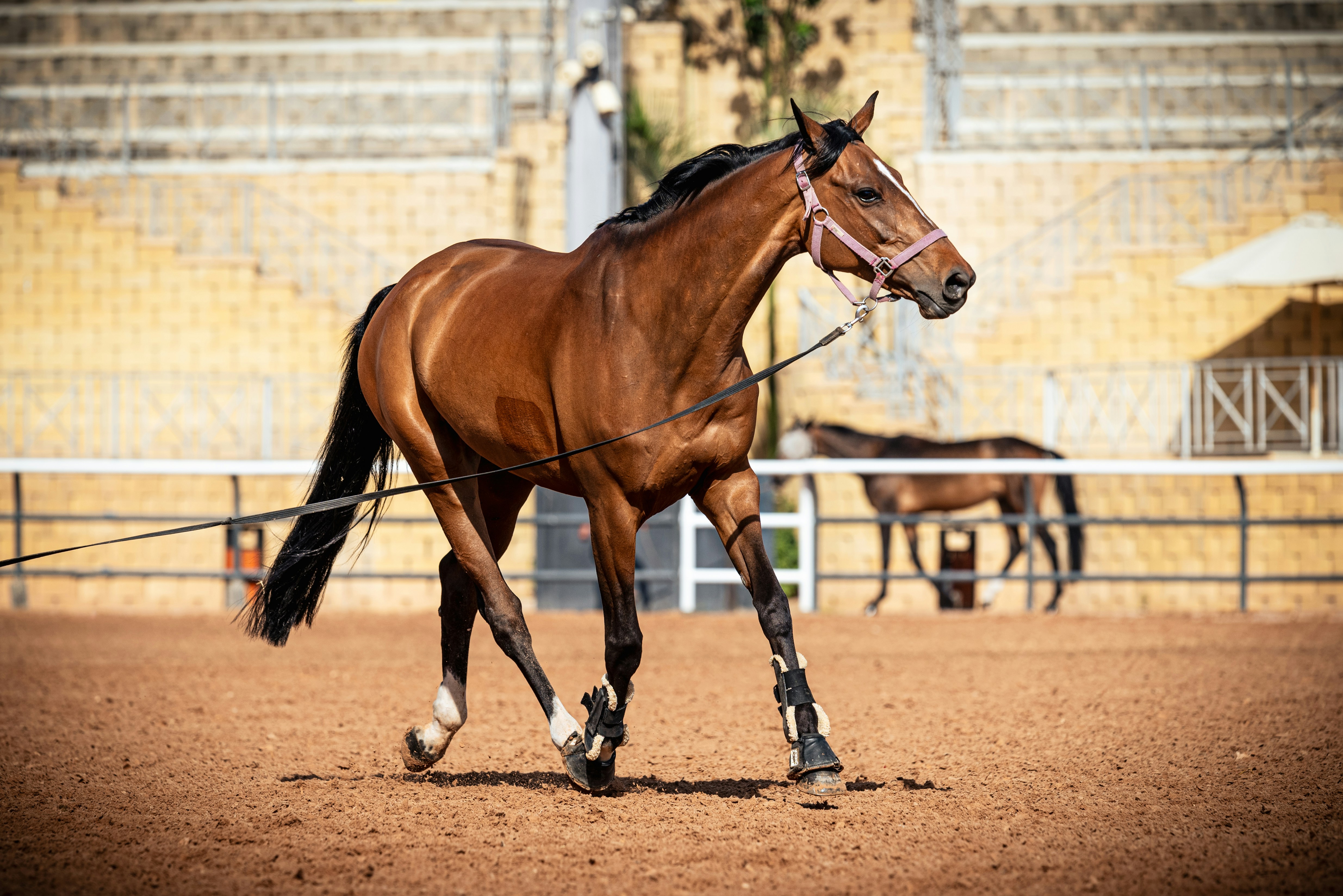 A brown horse being trained in an arena.