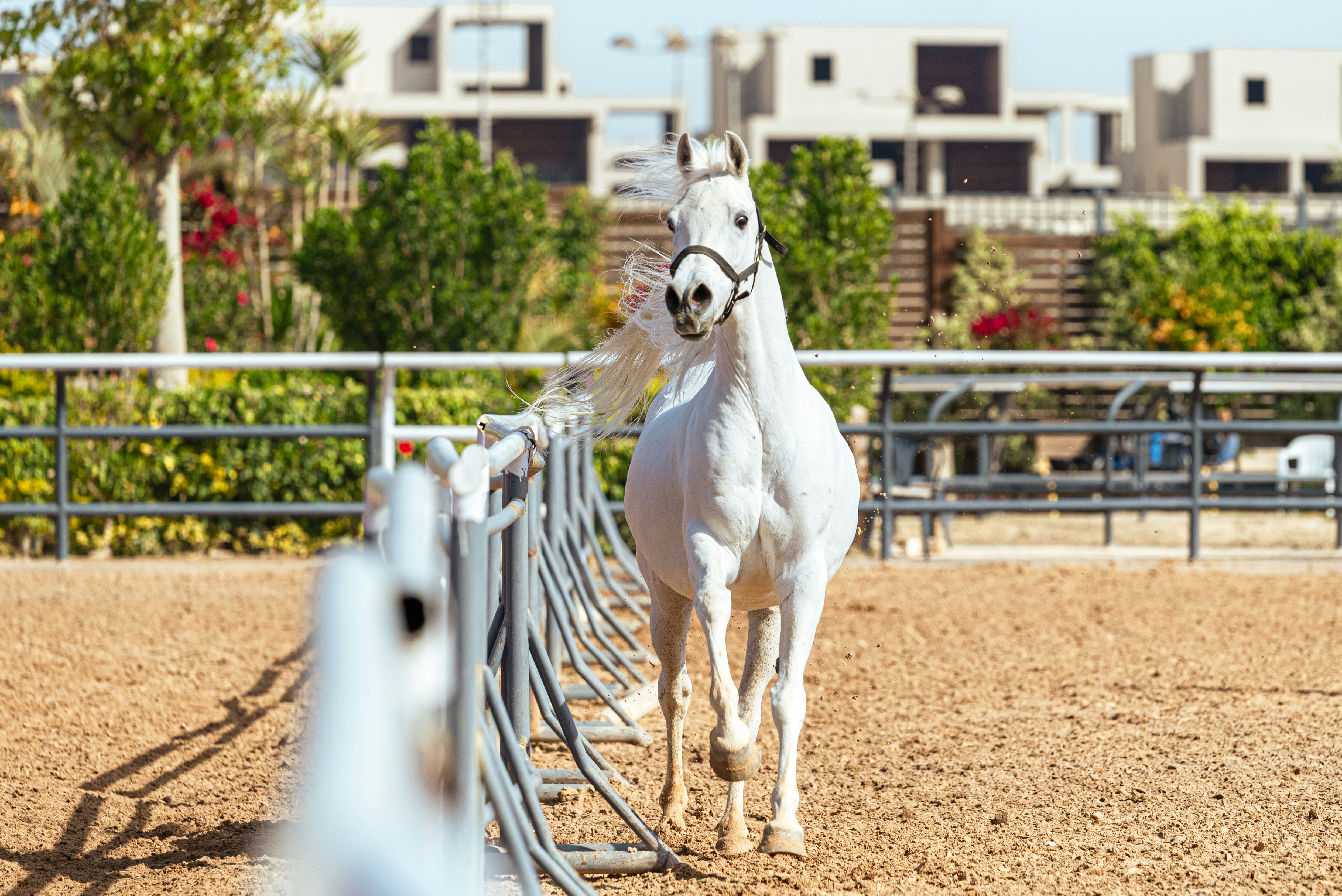 A white horse stands in a fenced enclosure.