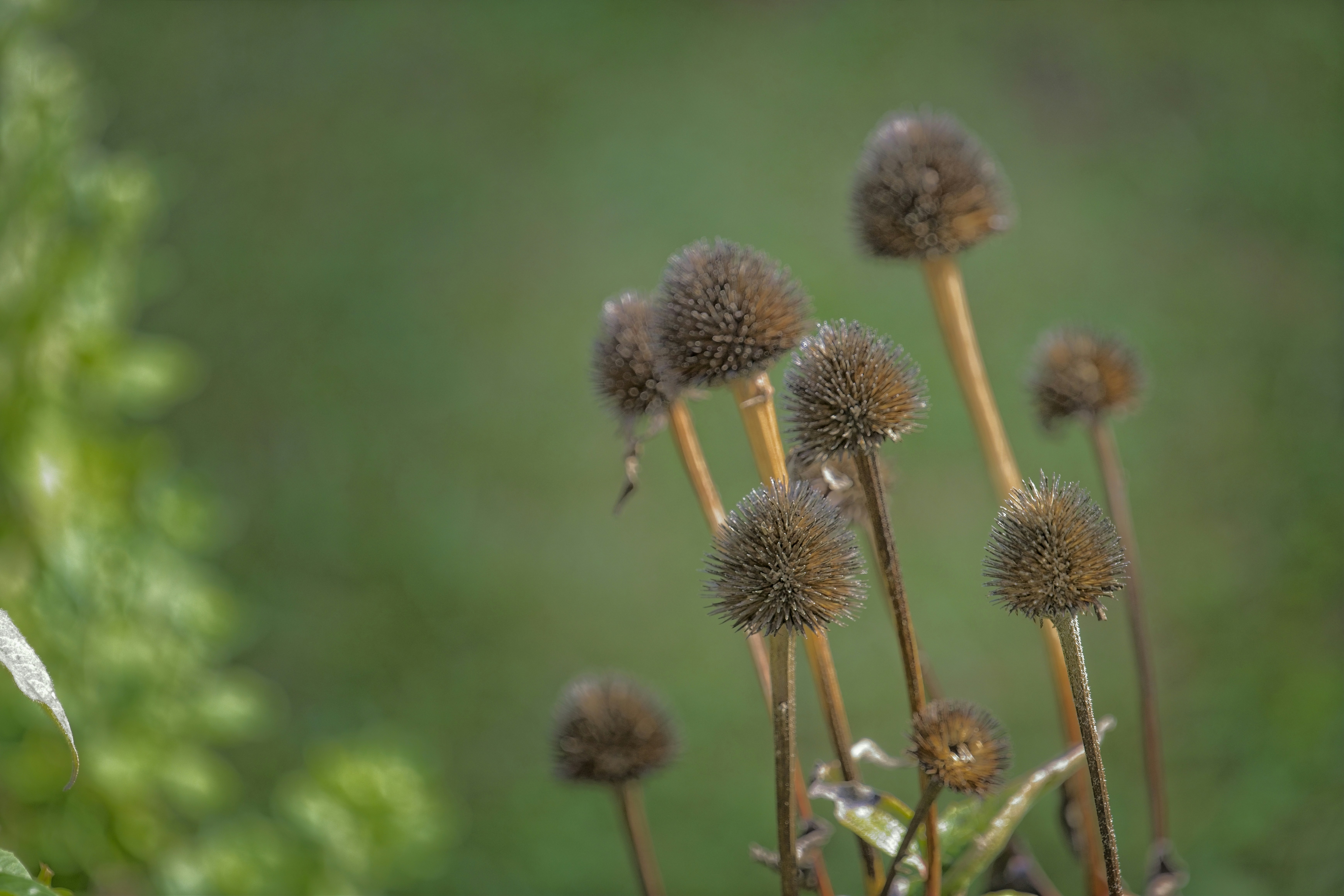 Dried seed heads of coneflowers in soft light.