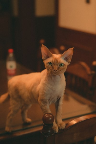 Devon Rex photo 5