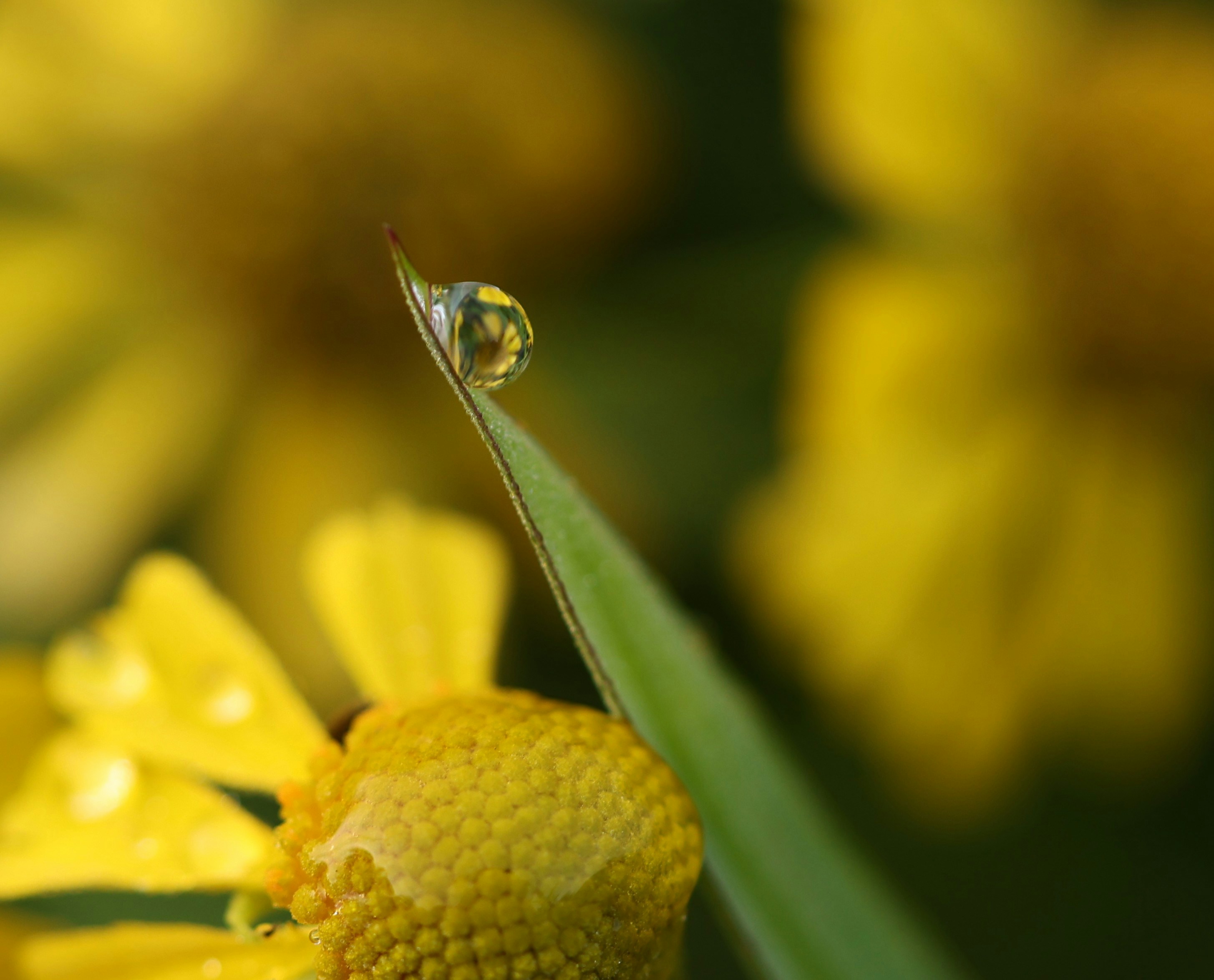 Photo by allbeck