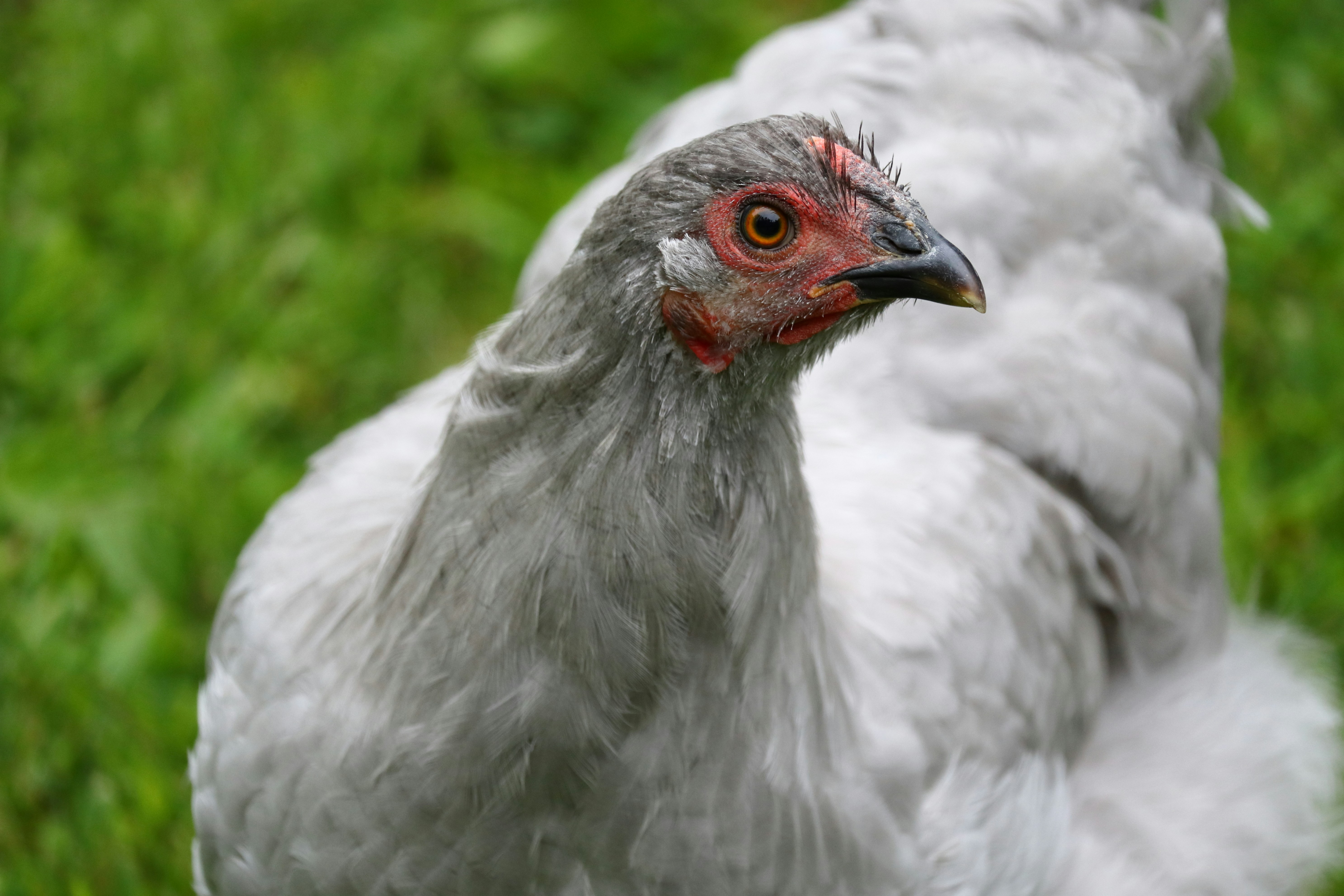 Old Birds, New Tricks: The Heritage Chicken Revival That's Got Chefs Rethinking Everything