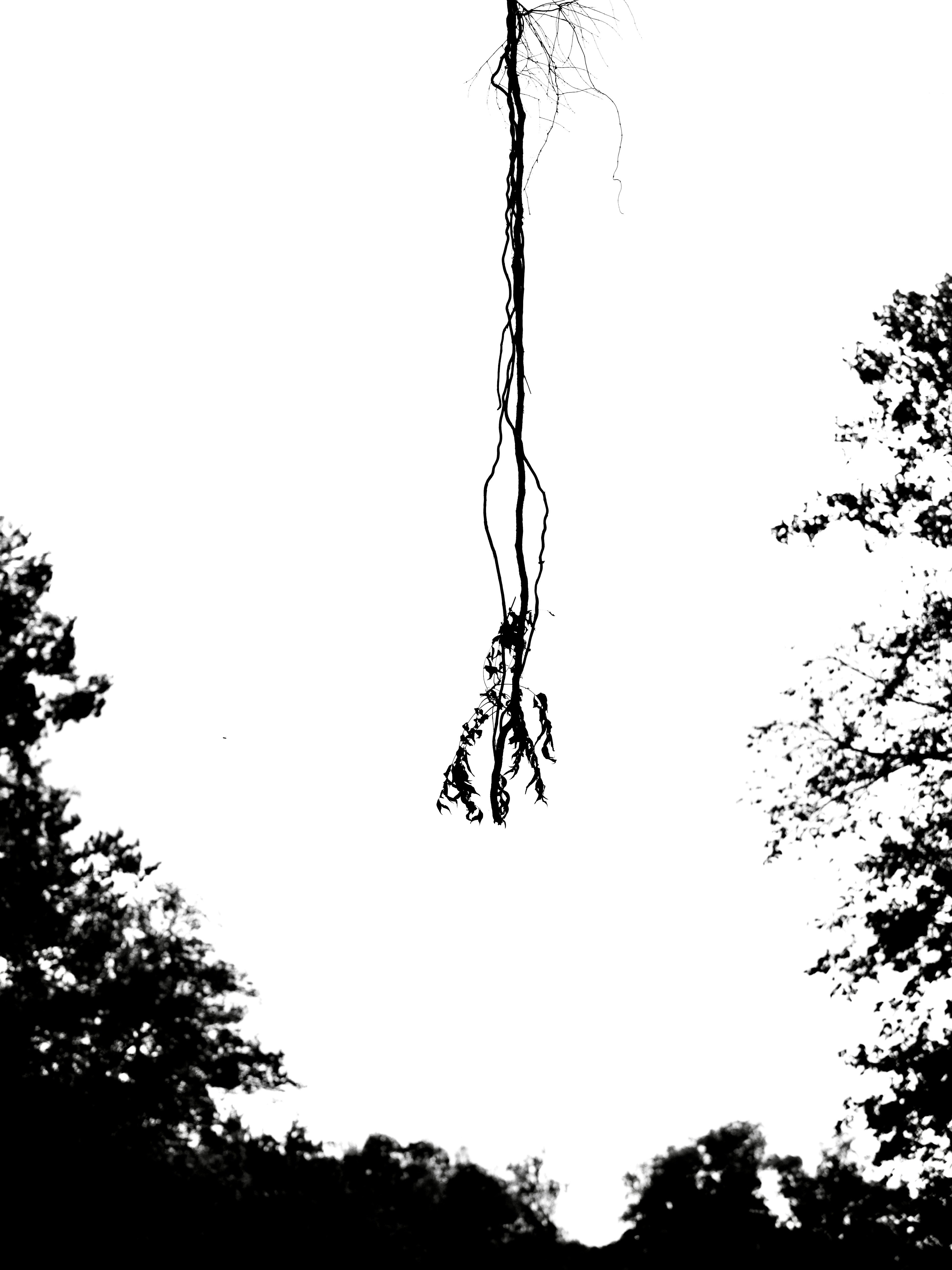 Black History Month Day 10: Lynching Was Terrorism—Not Vigilante Justice