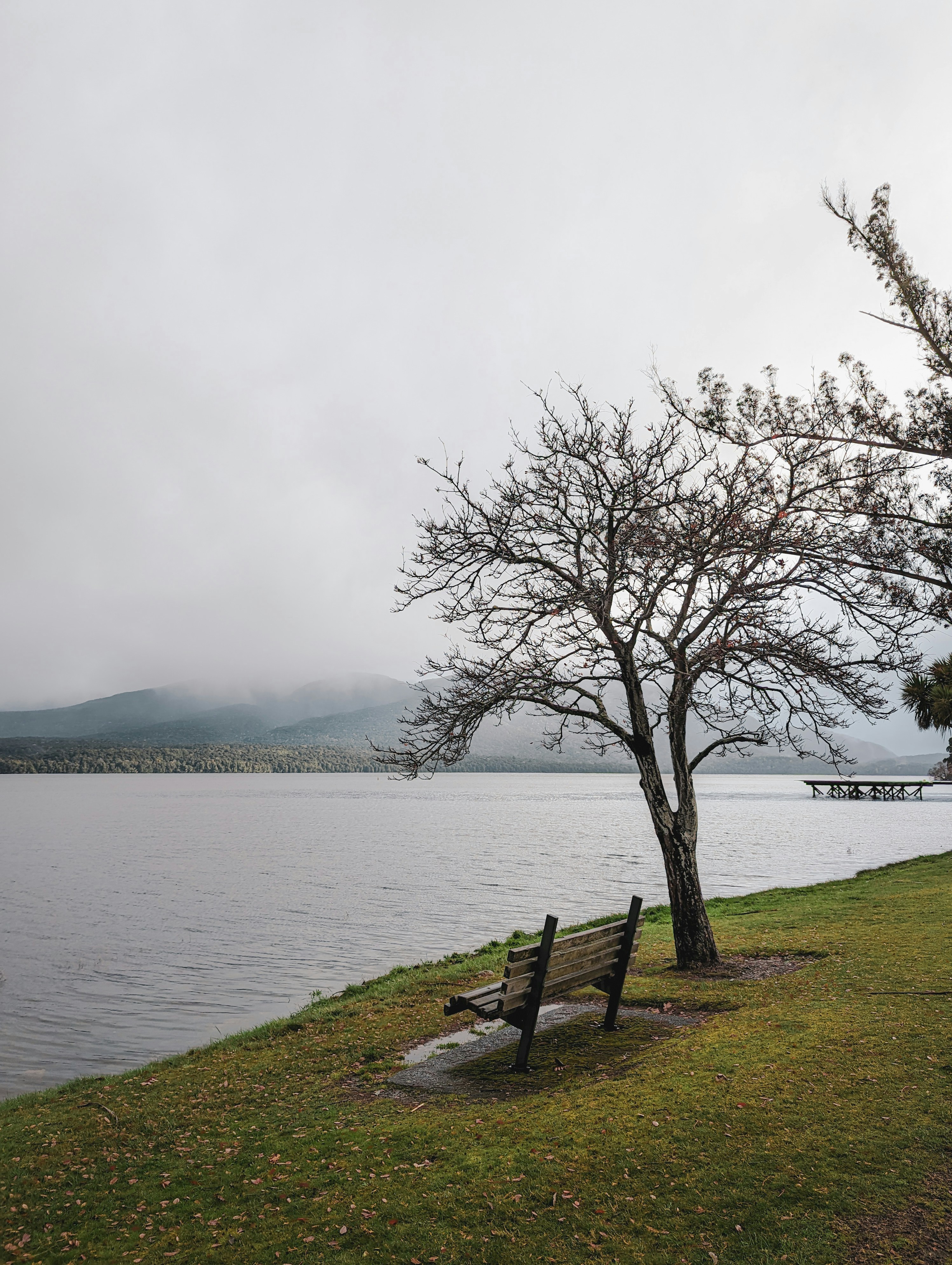 A lonely bench sits by a tree near a lake.