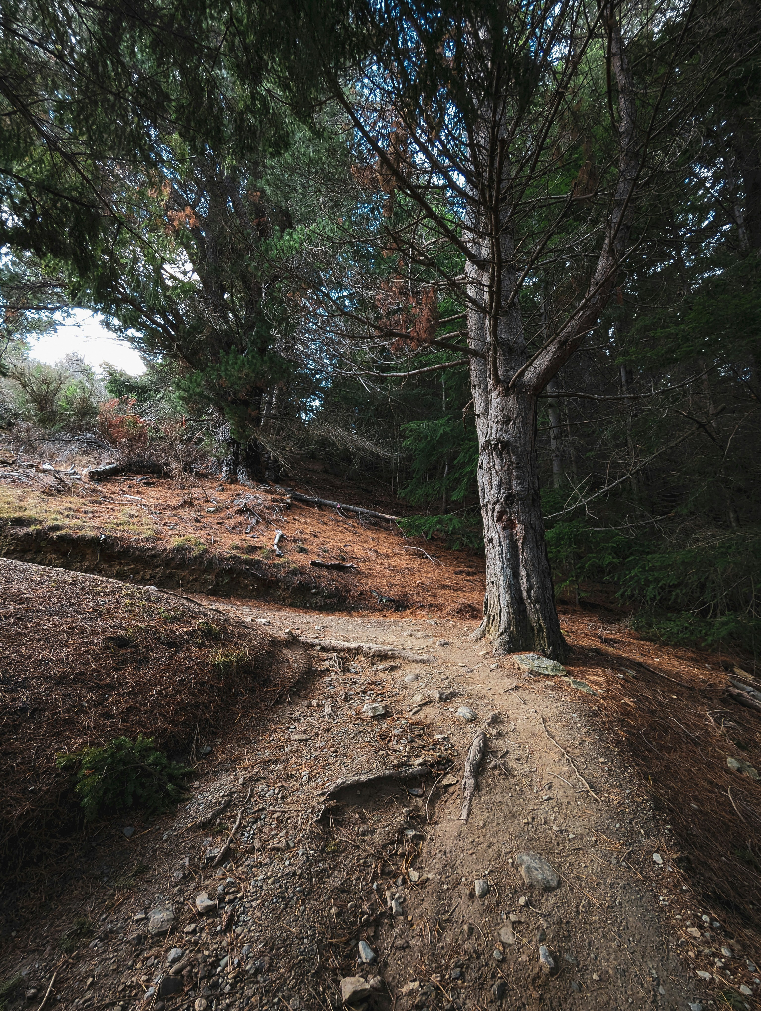 A dirt path winds through a dense forest.