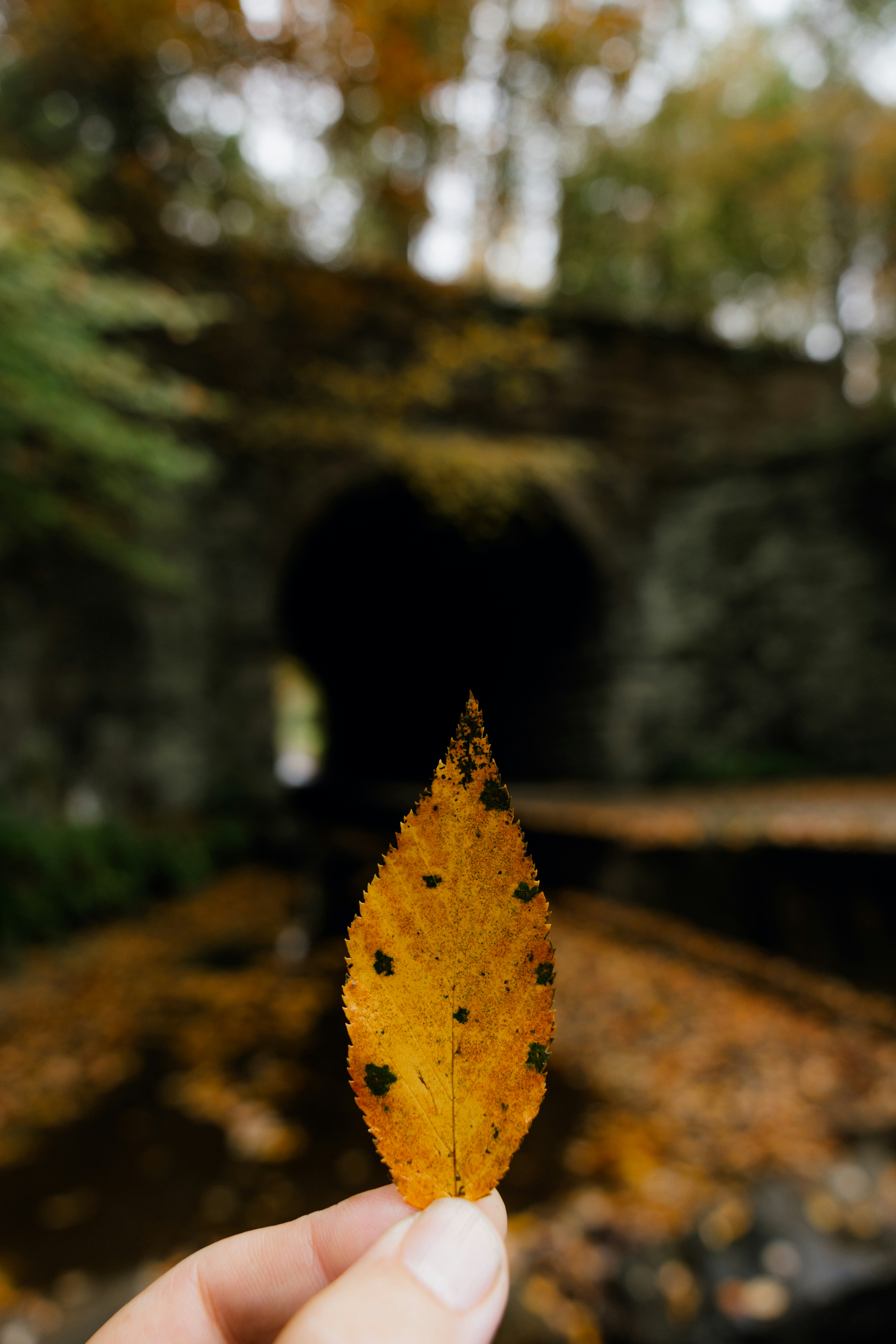 Hand holding a yellow leaf in front of tunnel.