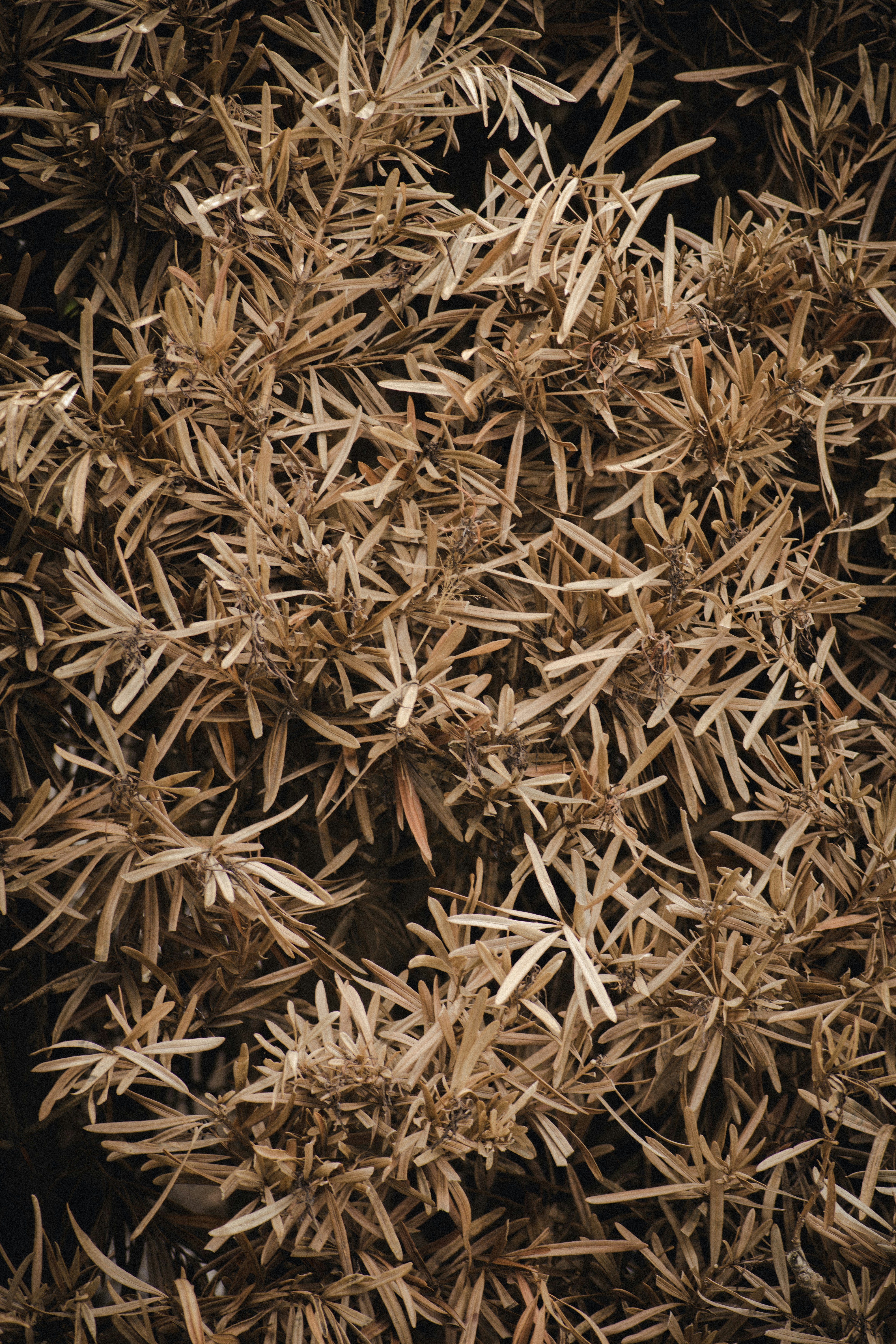 Photo by kian_bbread