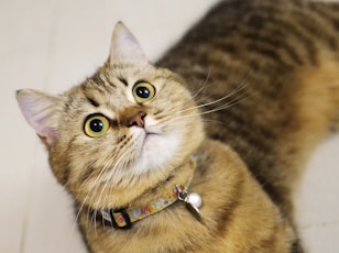 A tabby cat with bright eyes looks up.