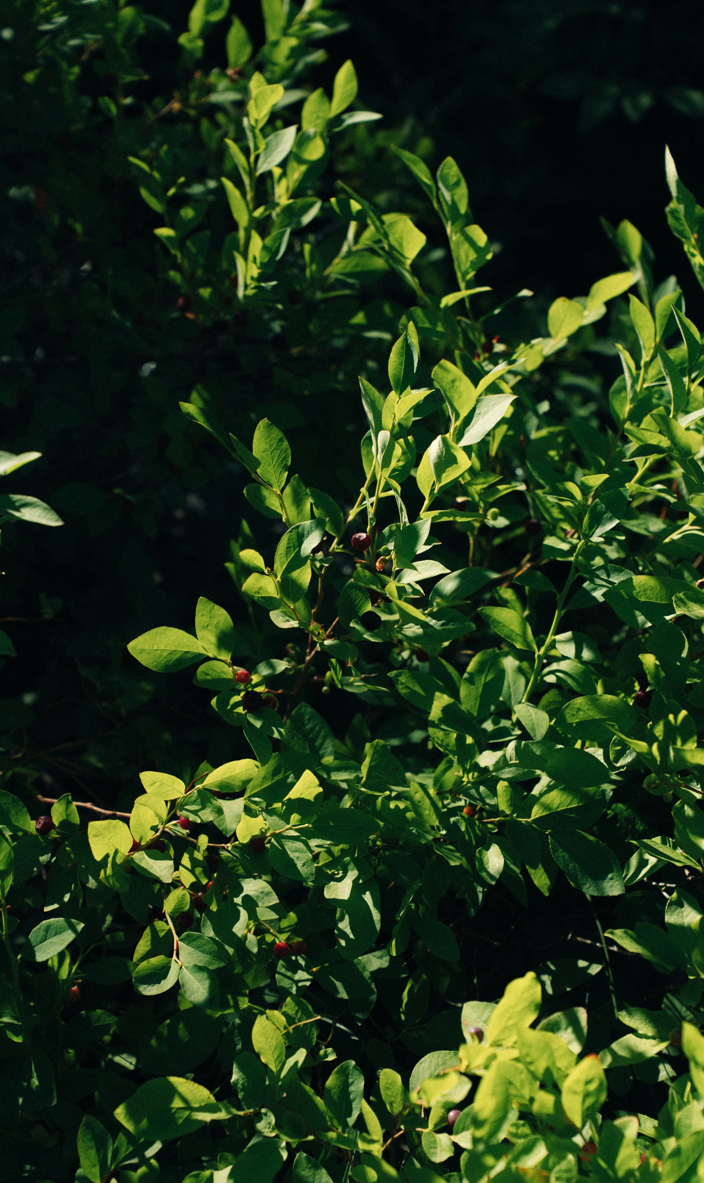 Photo by lukeadventure