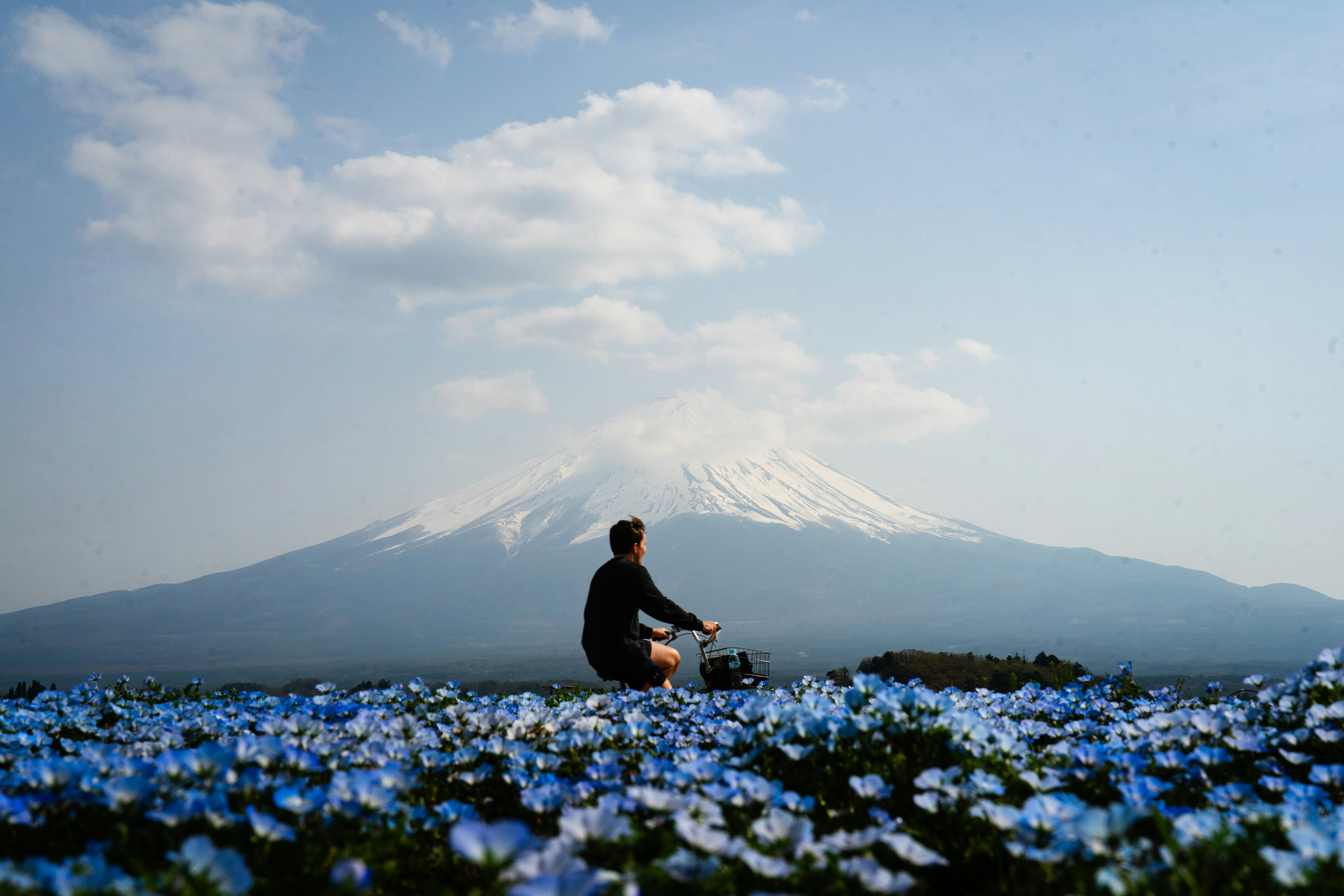 Person on bicycle in field of blue flowers with mountain.