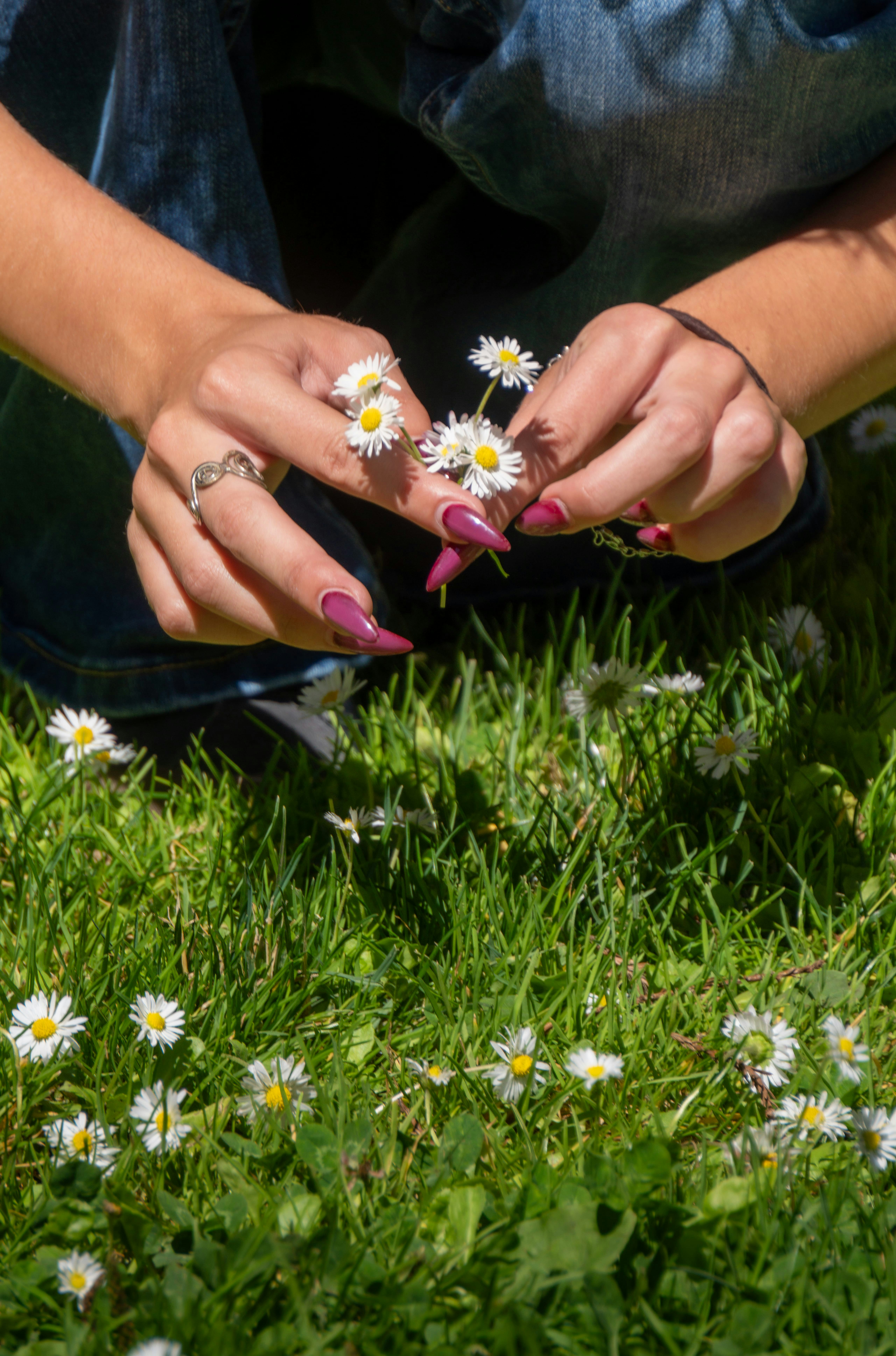 Hands arranging small white daisies in green grass