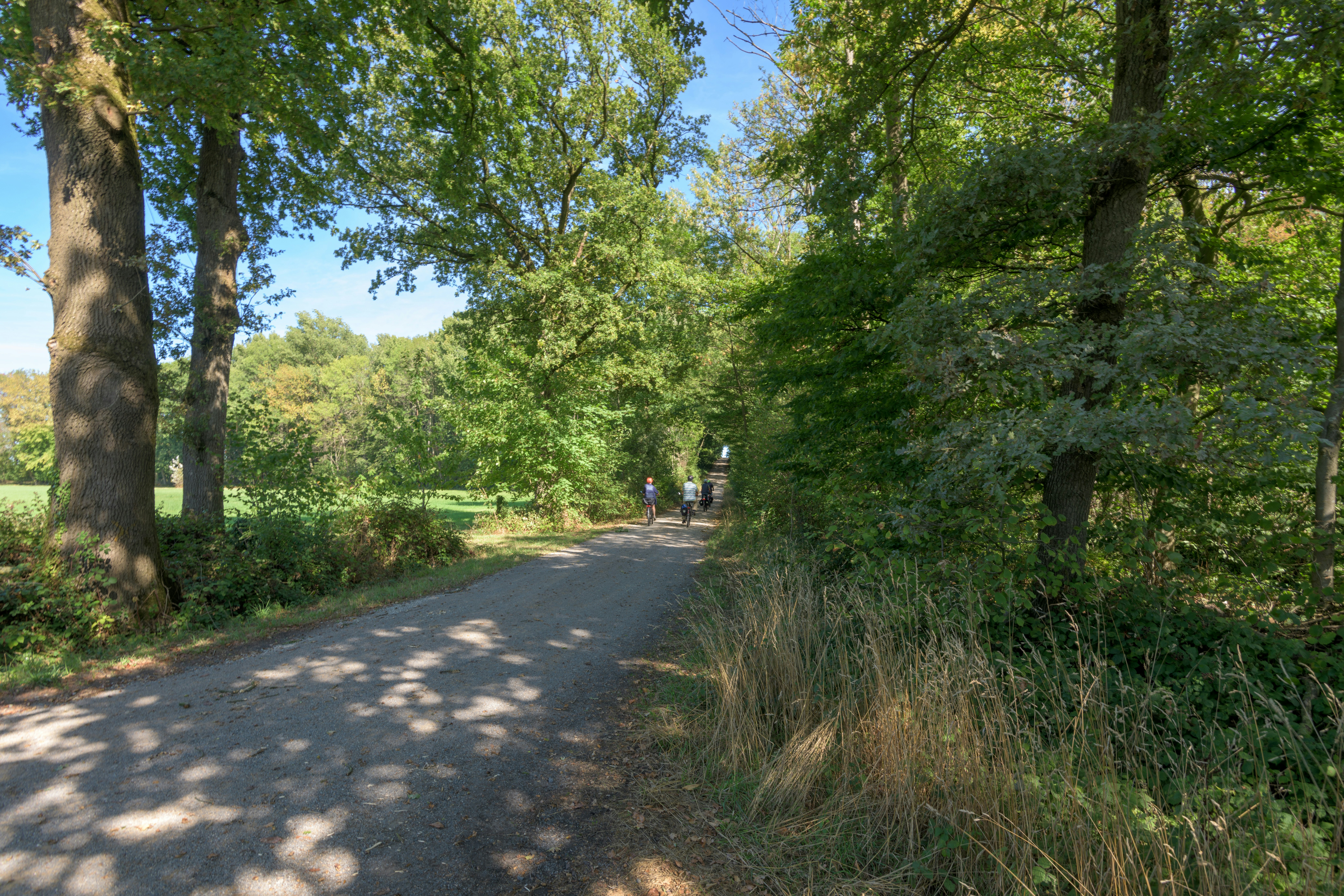 People cycling on a path through a sunlit forest