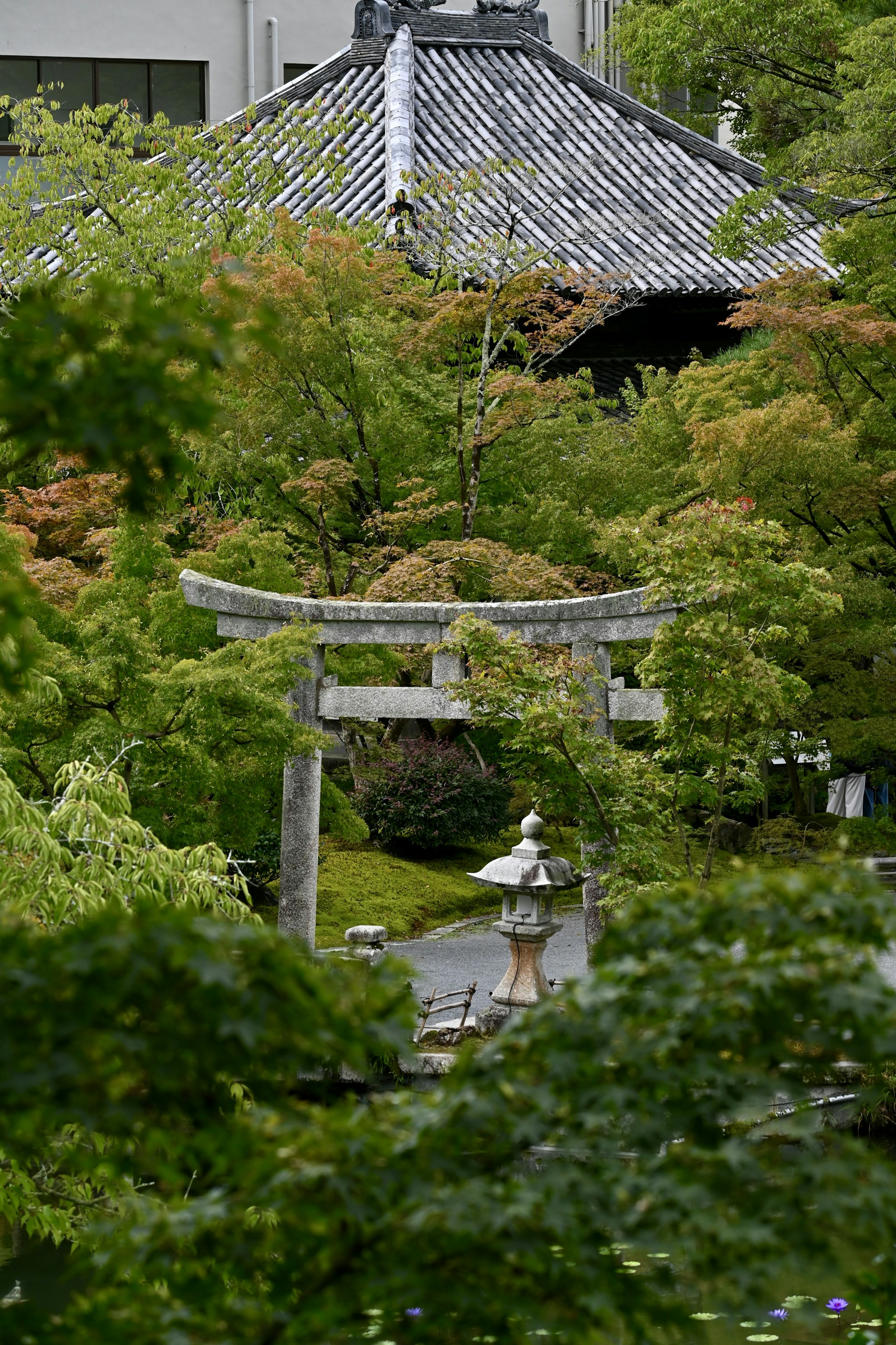 Stone torii gate in a lush japanese garden