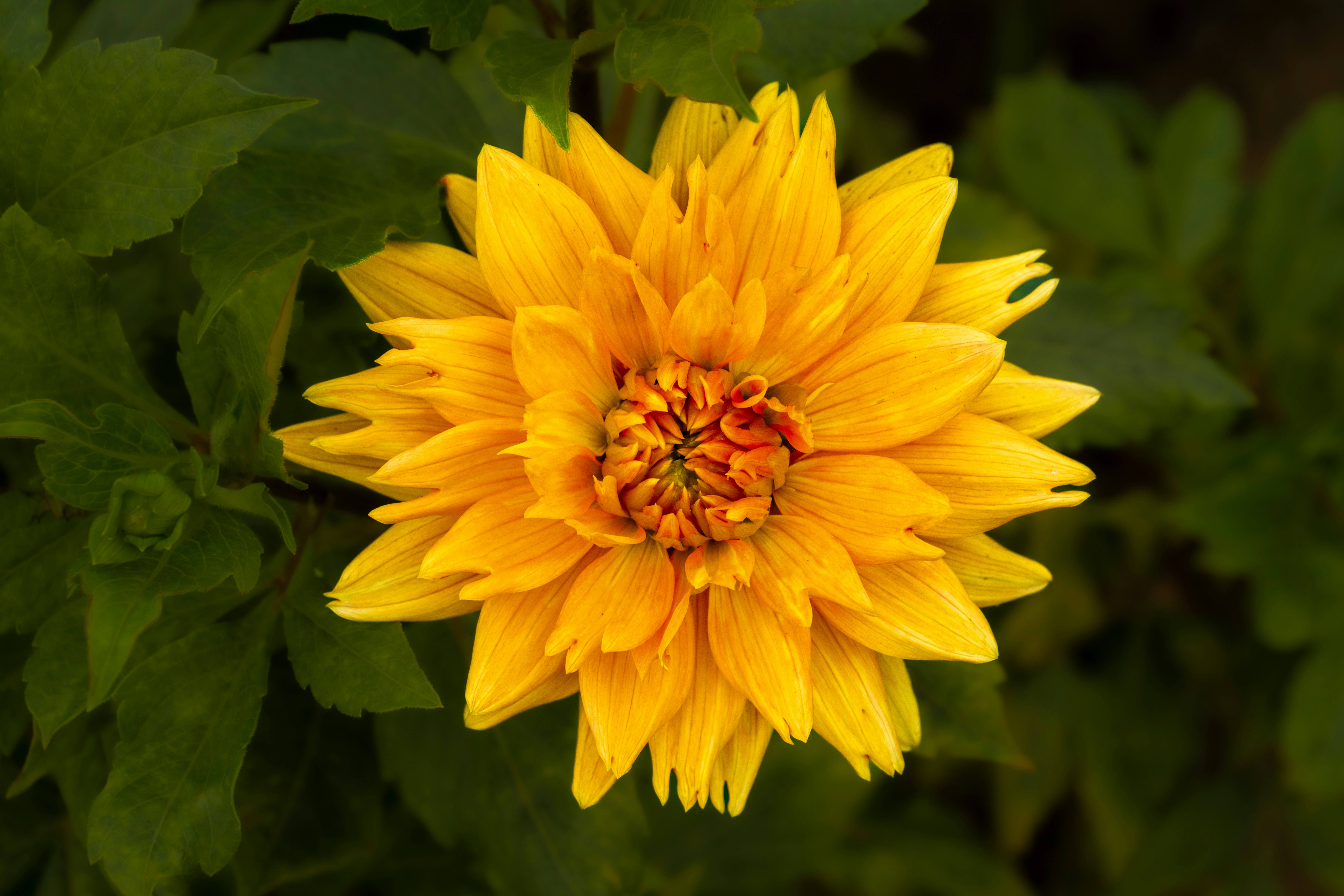 Photo by siegfriedpoepperl