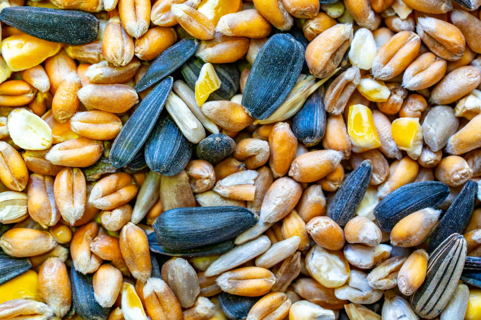 A close-up view of mixed birdseed with sunflower seeds.