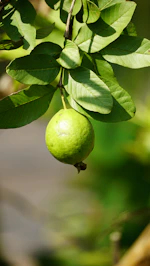 A single green guava hanging from a branch.