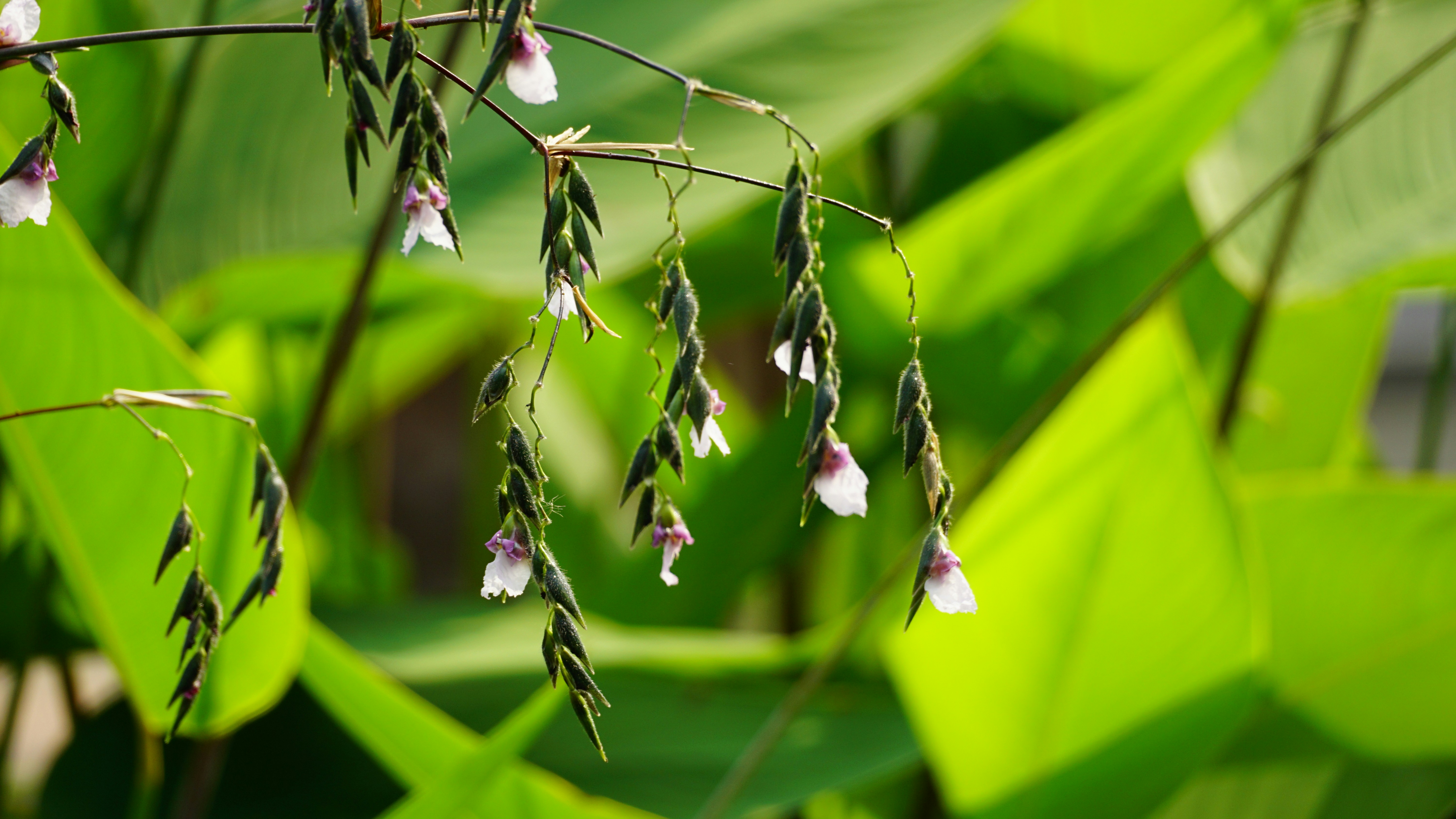 Bunga putih halus menggantung dari batang tipis di daun hijau.