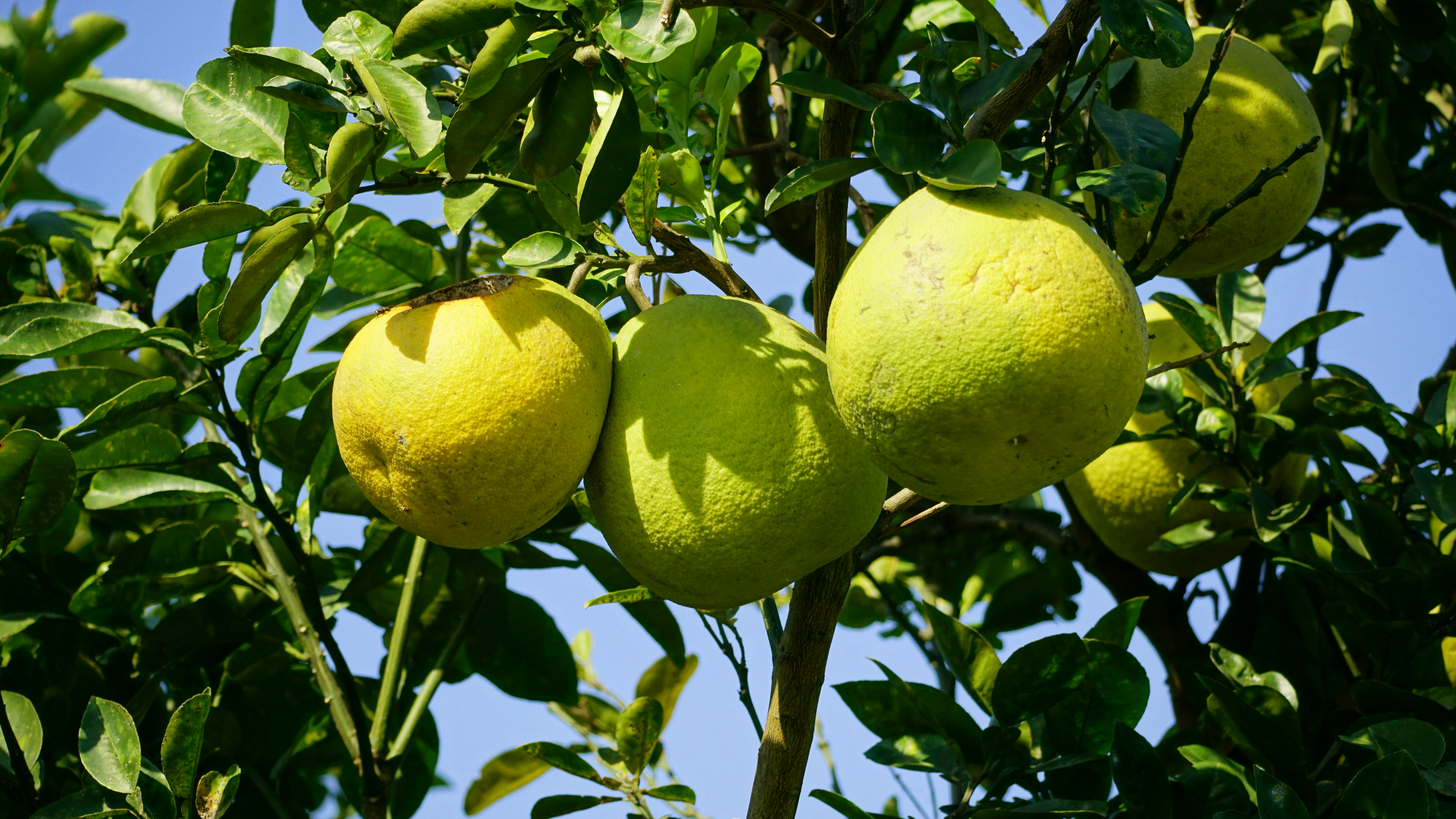 Ripe grapefruits