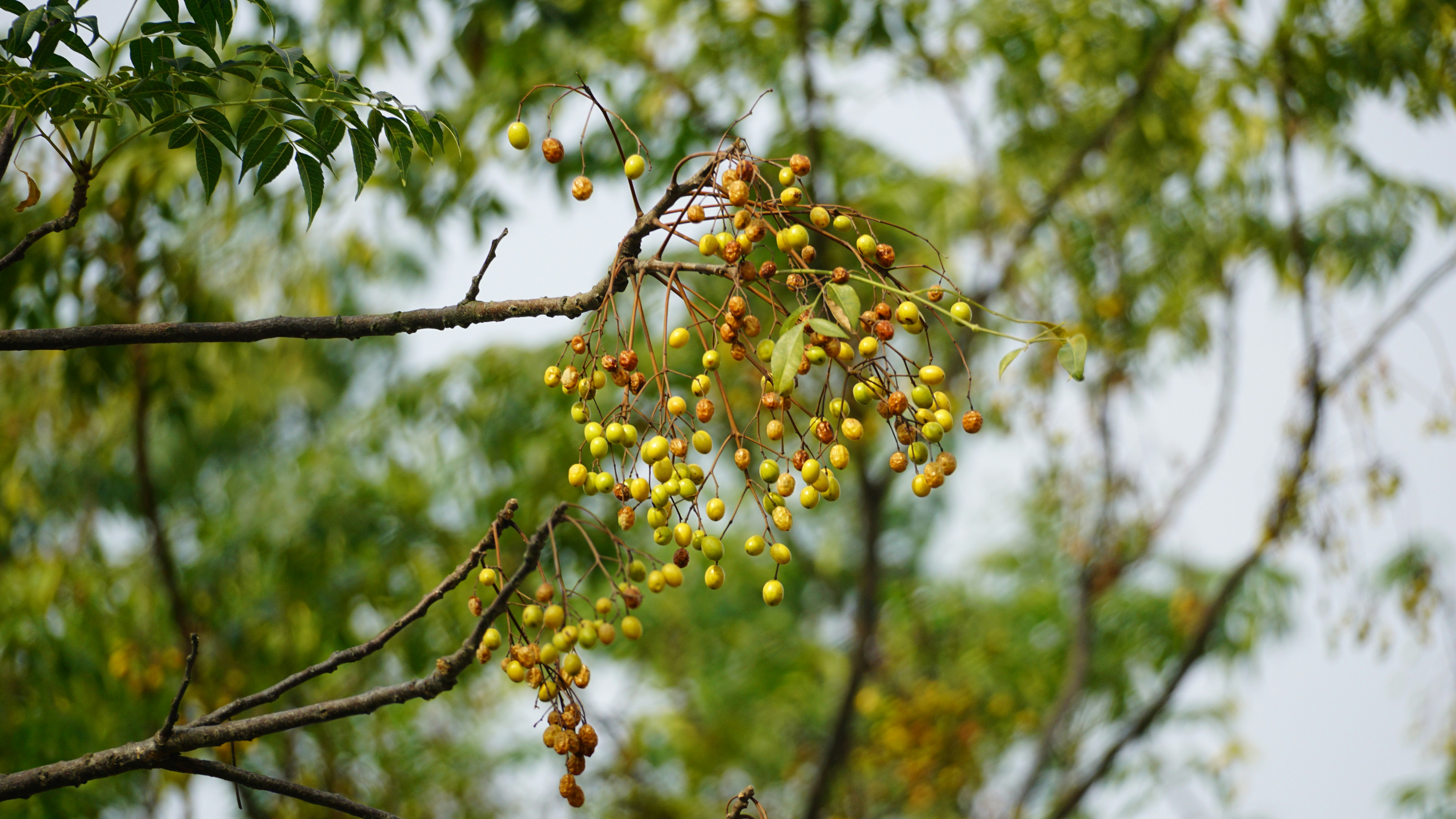 Small yellow berries hang from a tree branch.