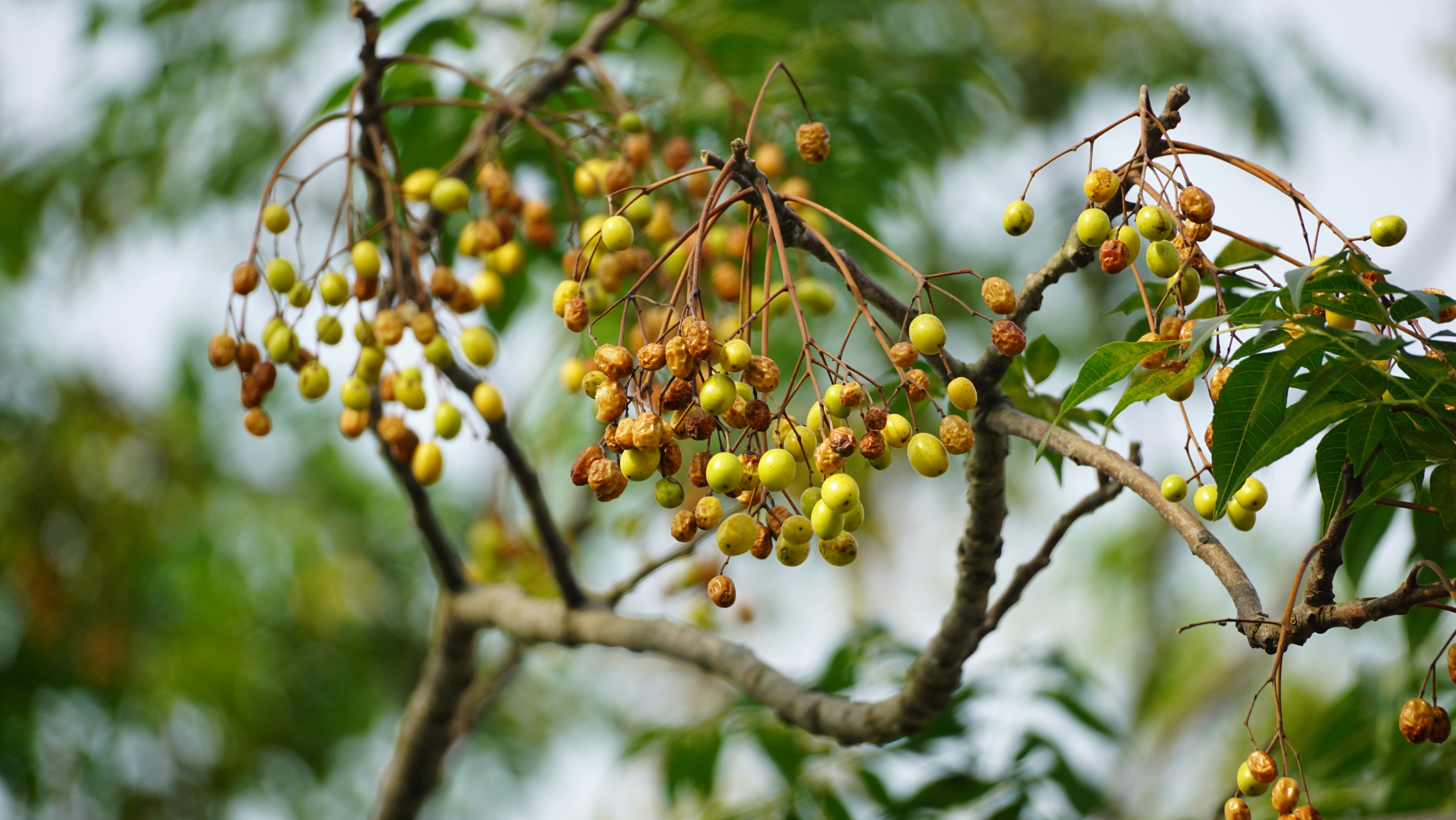 Racimos de pequeñas bayas amarillas en la rama de un árbol.