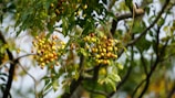 Clusters of yellow berries hang from a tree branch.