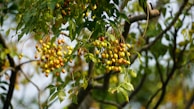Clusters of yellow berries hang from a tree branch.