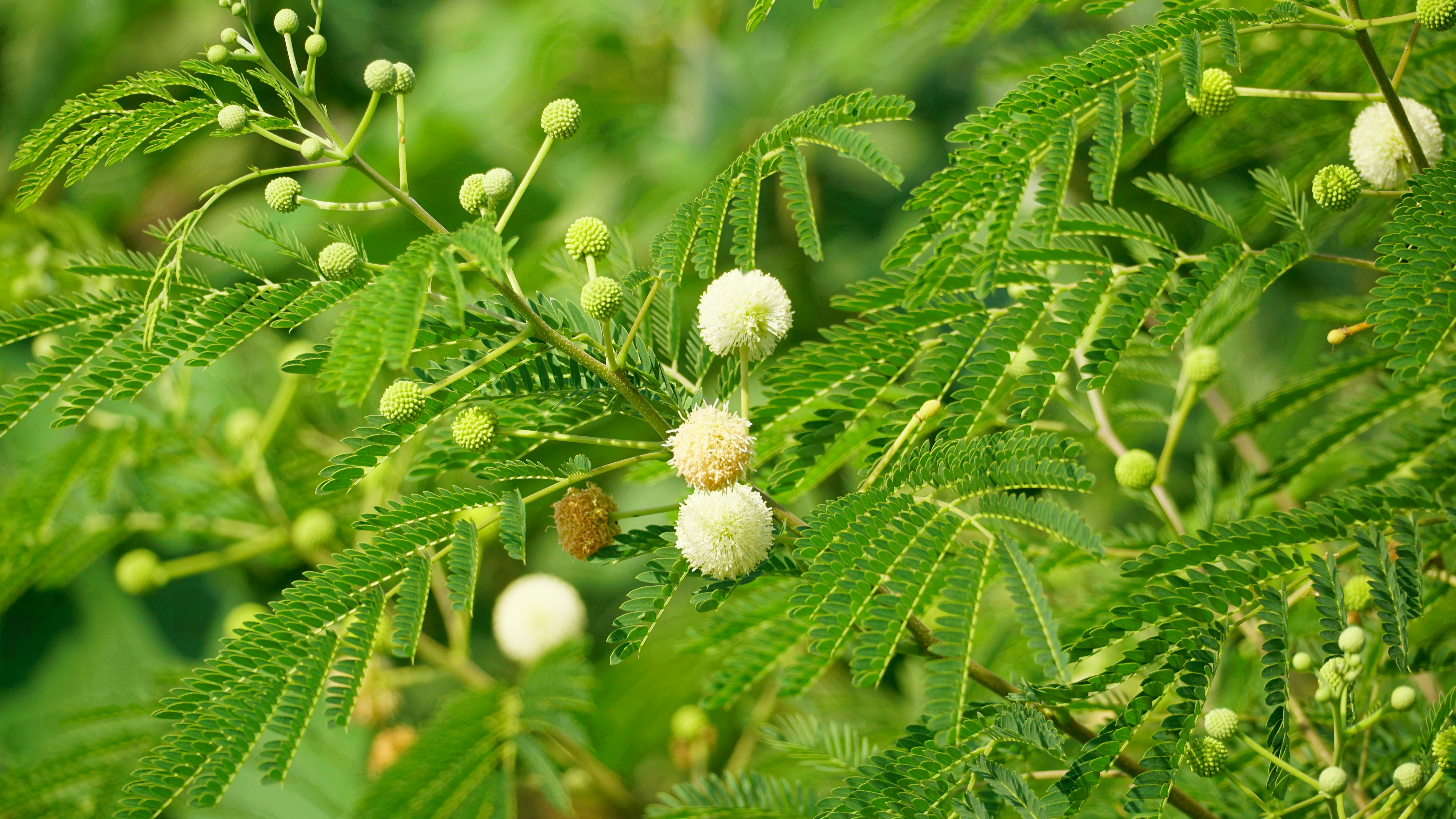 Green leaves and white flowers of a flowering tree