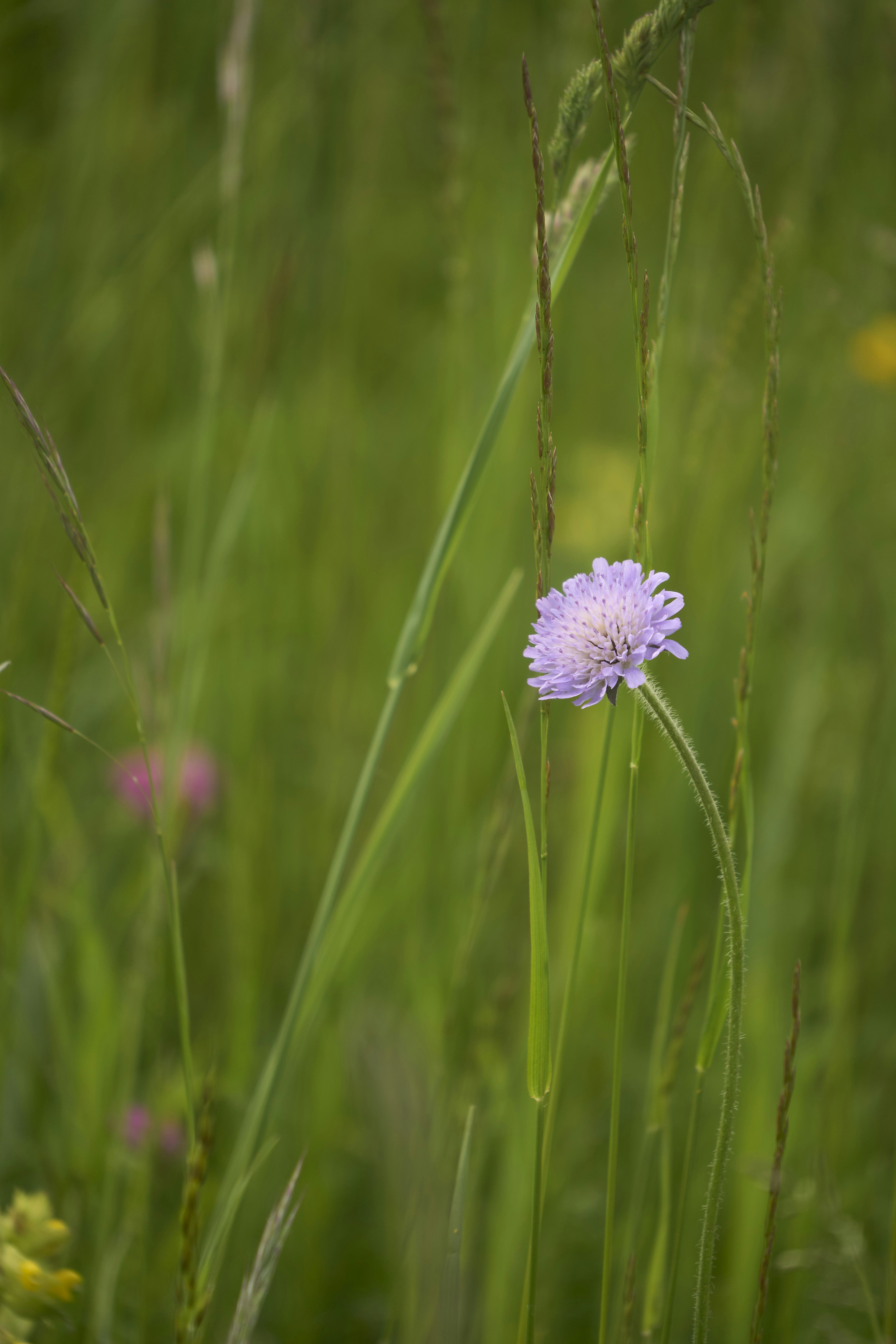 Photo by wolfgang_hasselmann