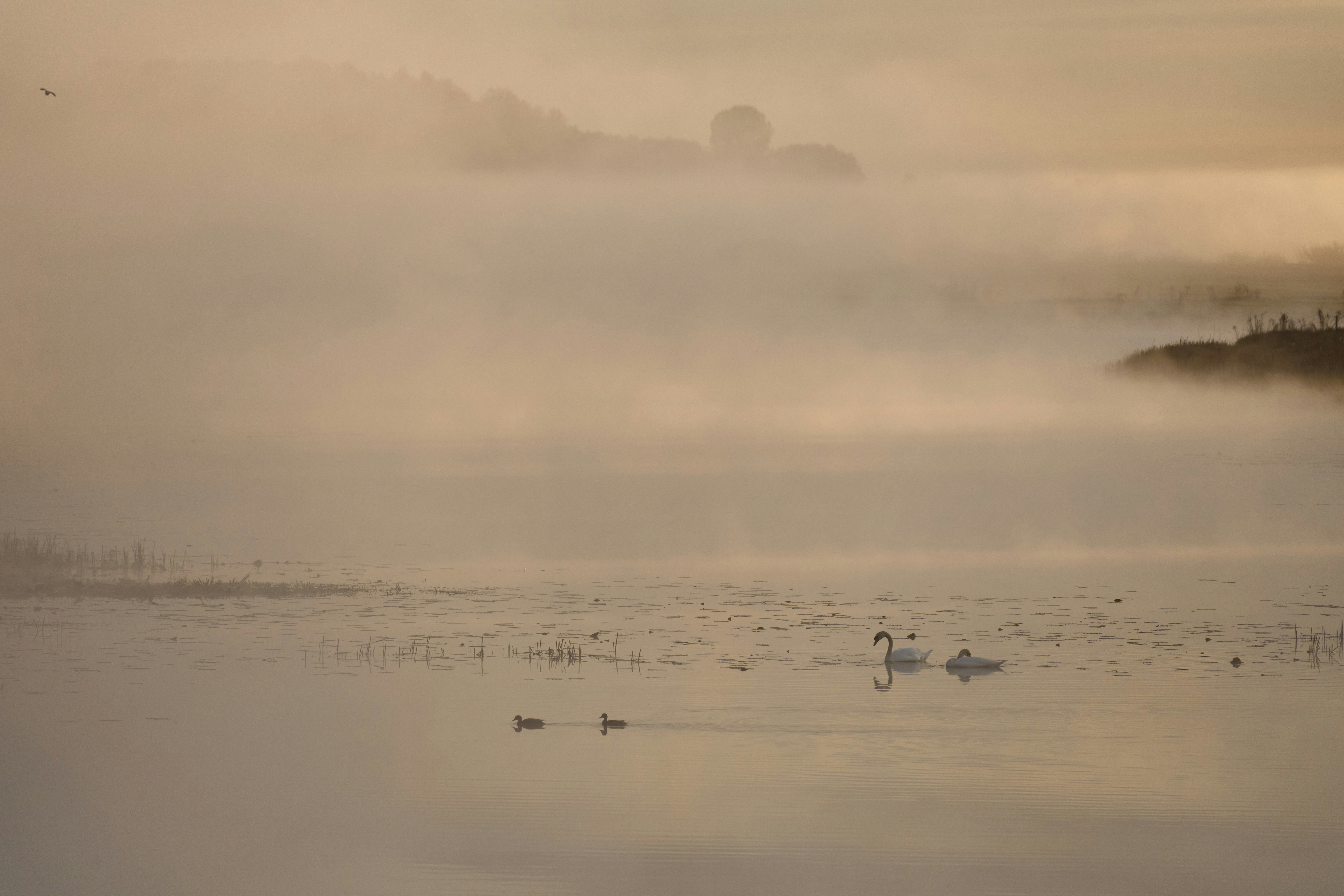 Photo by wolfgang_hasselmann