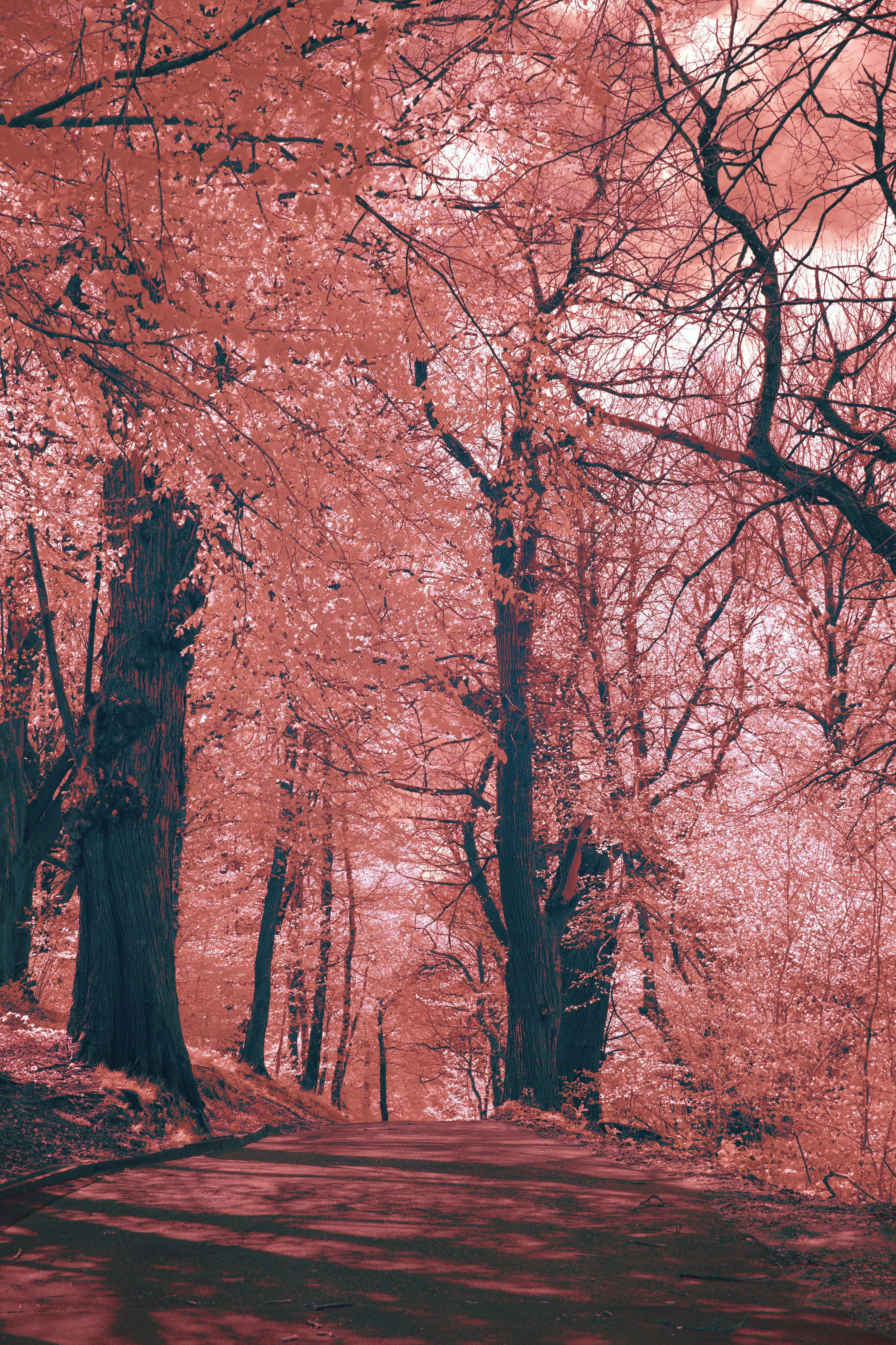 Photo by wolfgang_hasselmann