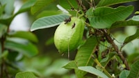 Guava Leaf