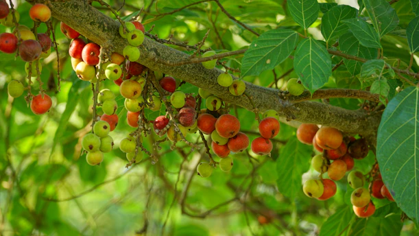 Ripe figs hanging from a tree branch