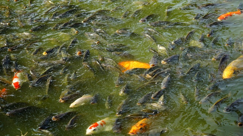 School of fish swimming in clear blue water