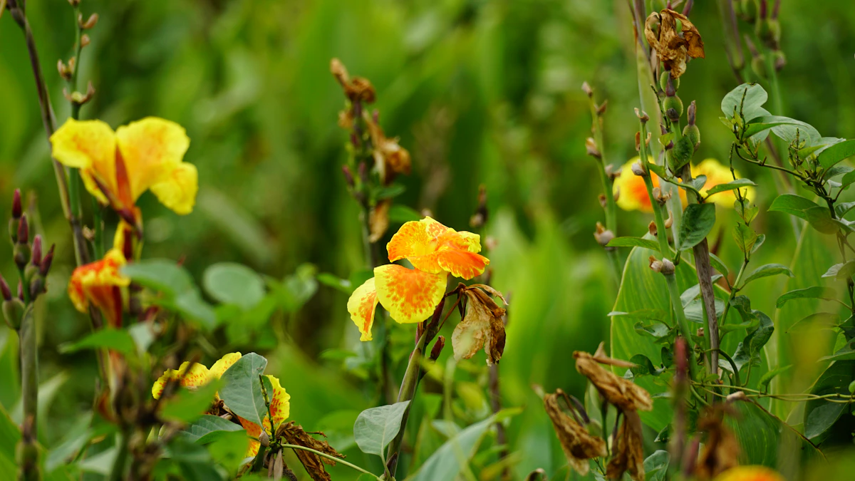 Canna Lily India — Tropical Summer Flower Complete Guide