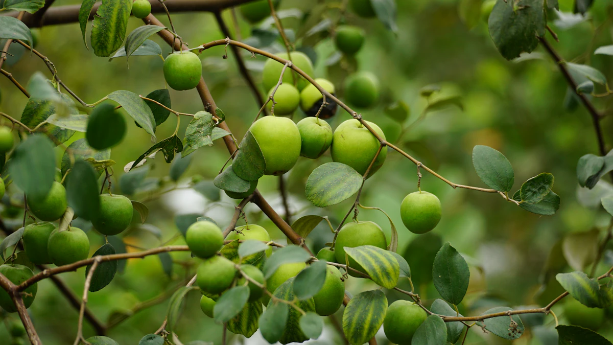 Ber Jujube Farming India Drought Tolerant