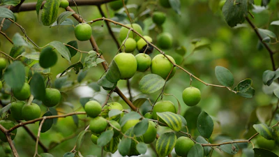 Ber Jujube Farming India Drought Tolerant