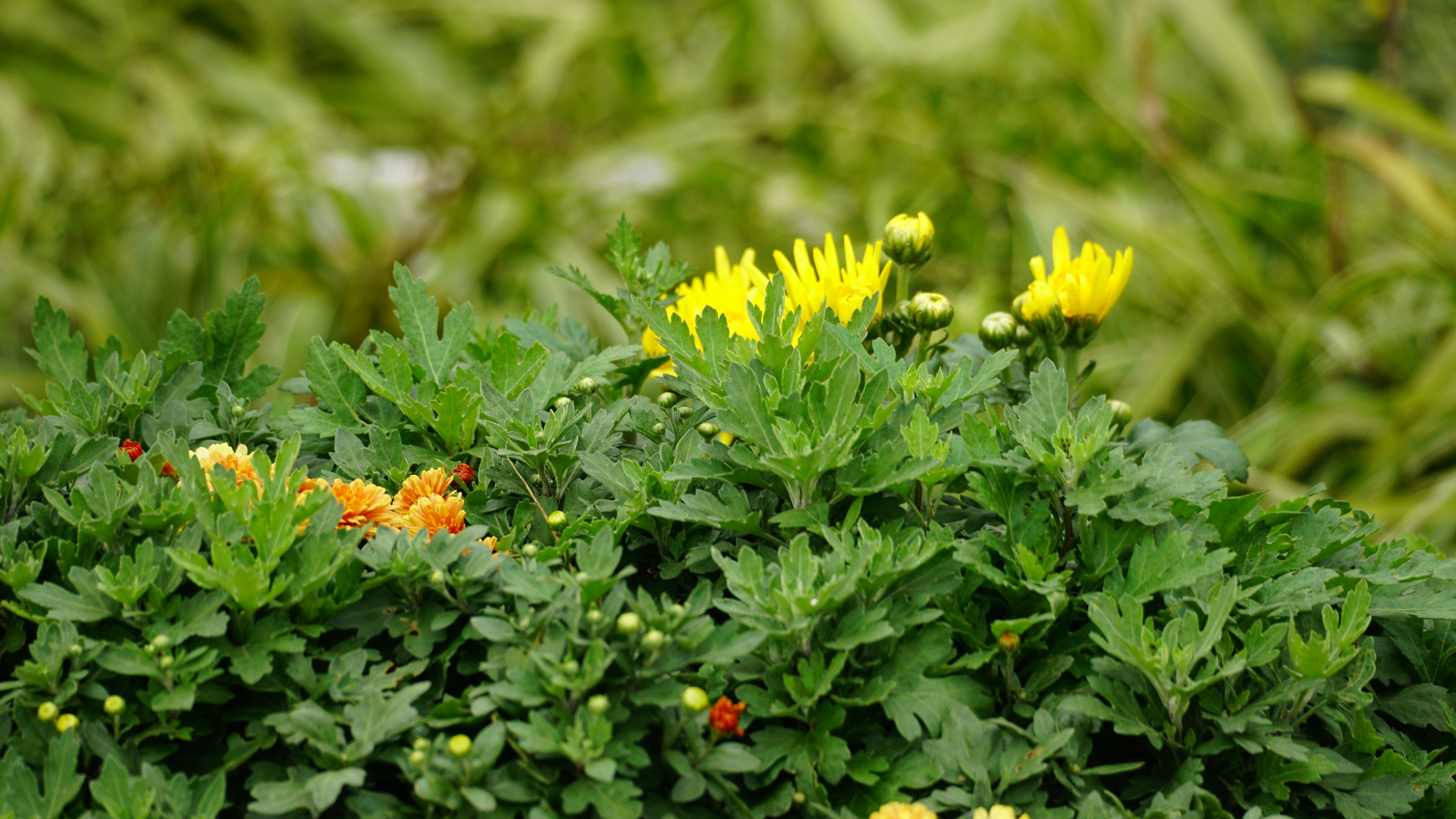 I fiori gialli sbocciano su un cespuglio verde