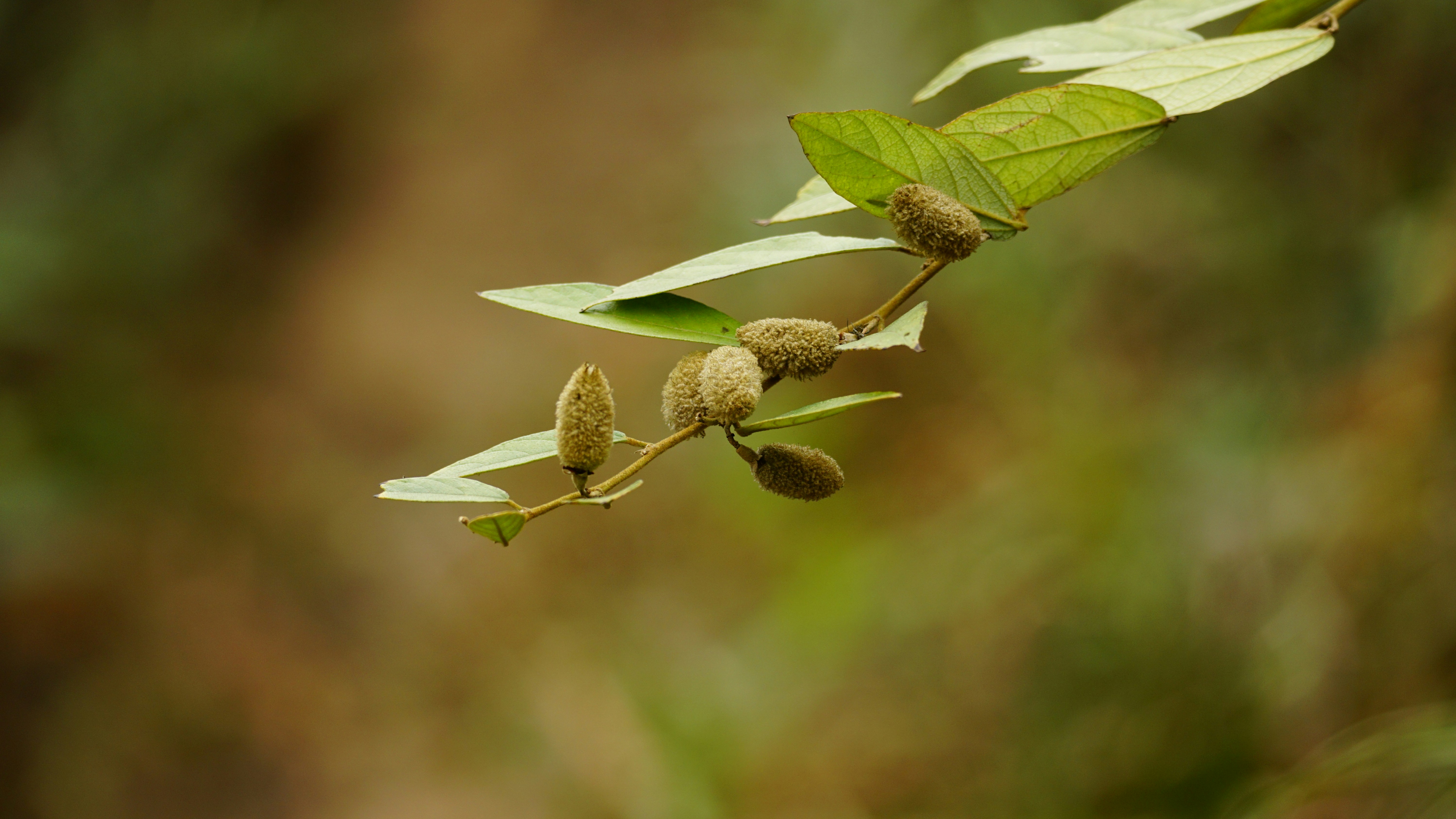 Germogli di piante verdi su un ramo sottile