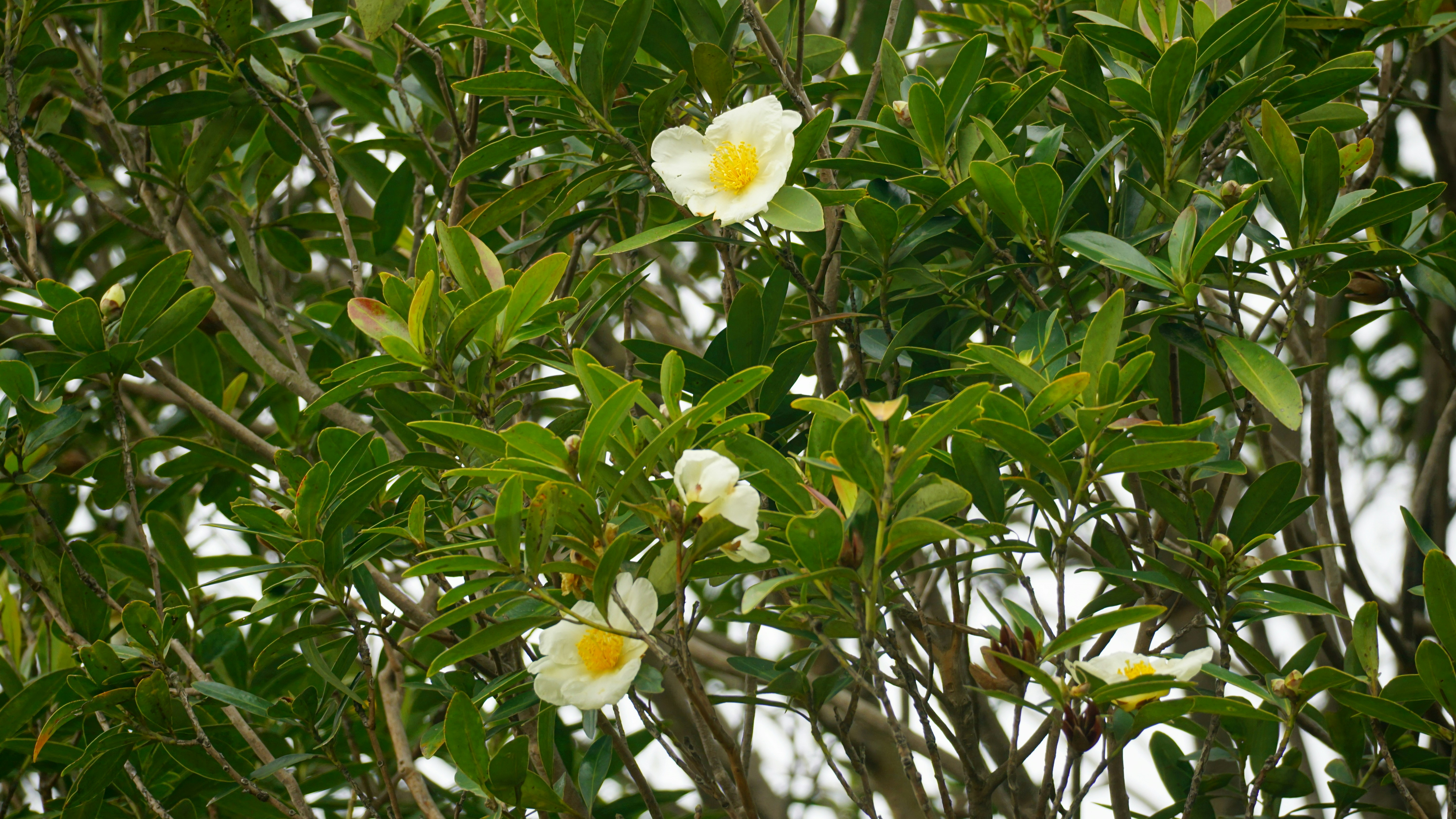 I fiori di camelia bianca sbocciano su rami verdi.