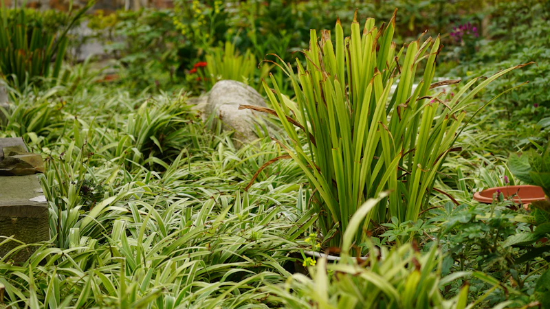 Lush sustainable garden landscape design