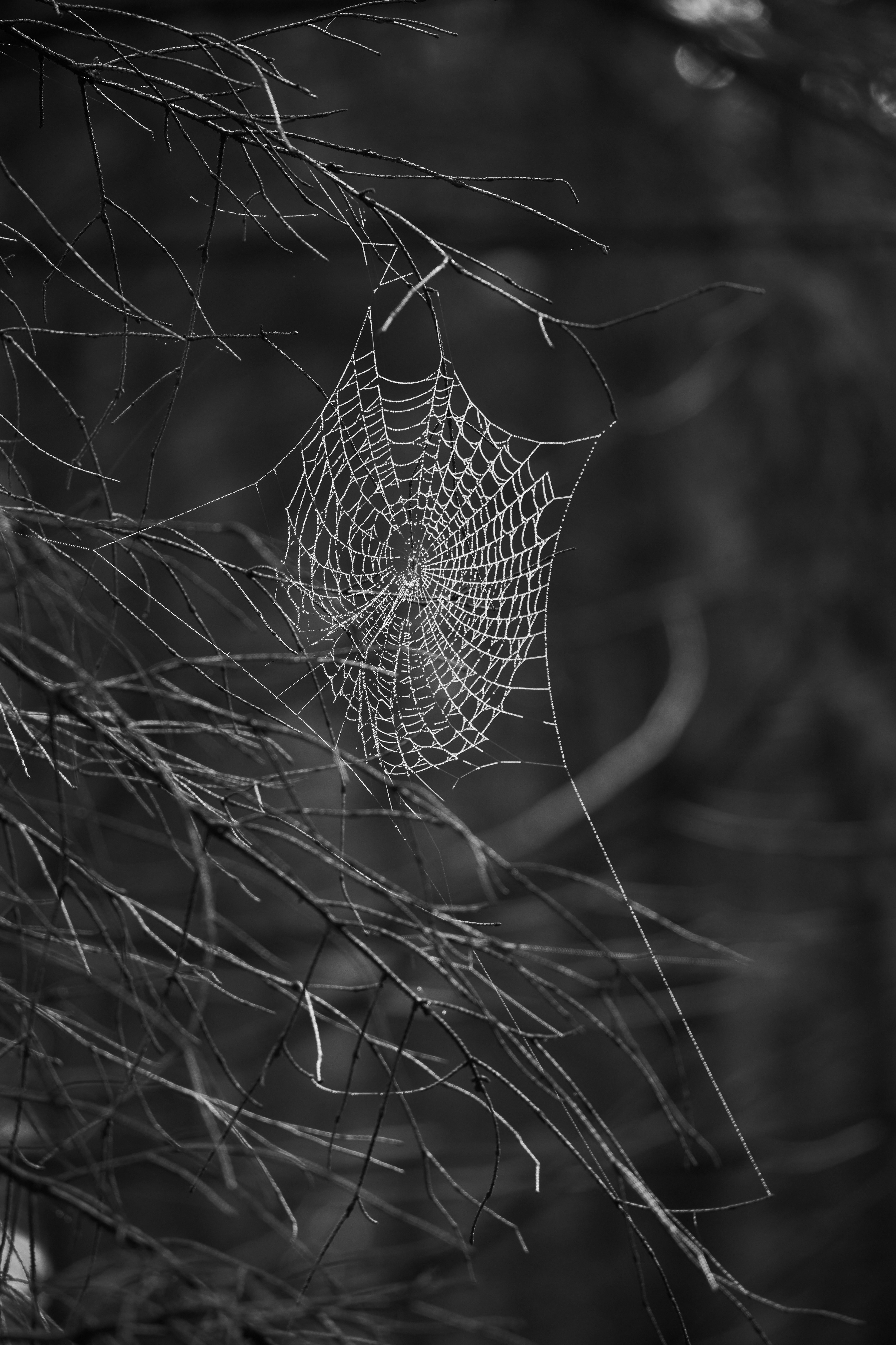 Photo by wolfgang_hasselmann