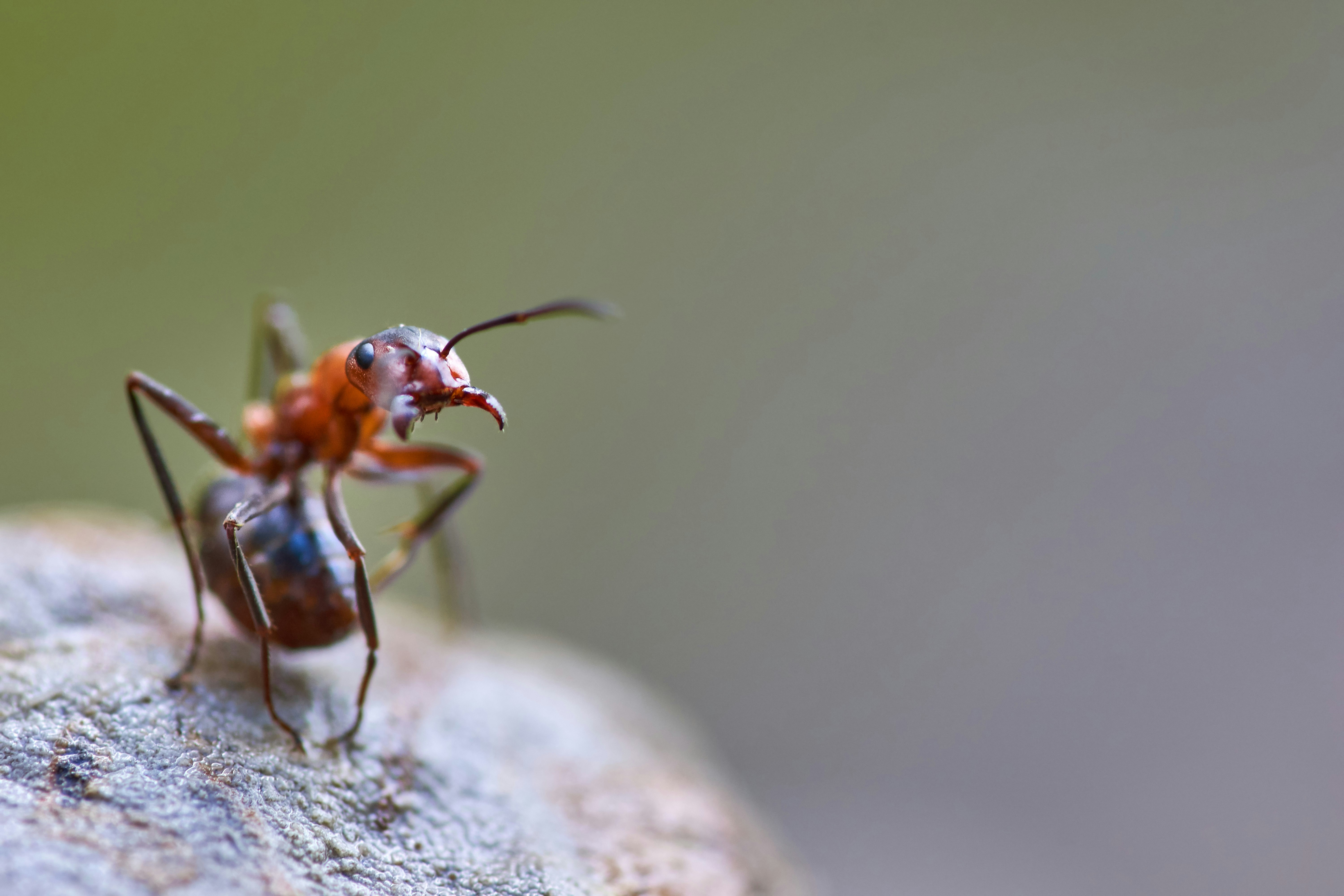 Photo by wolfgang_hasselmann